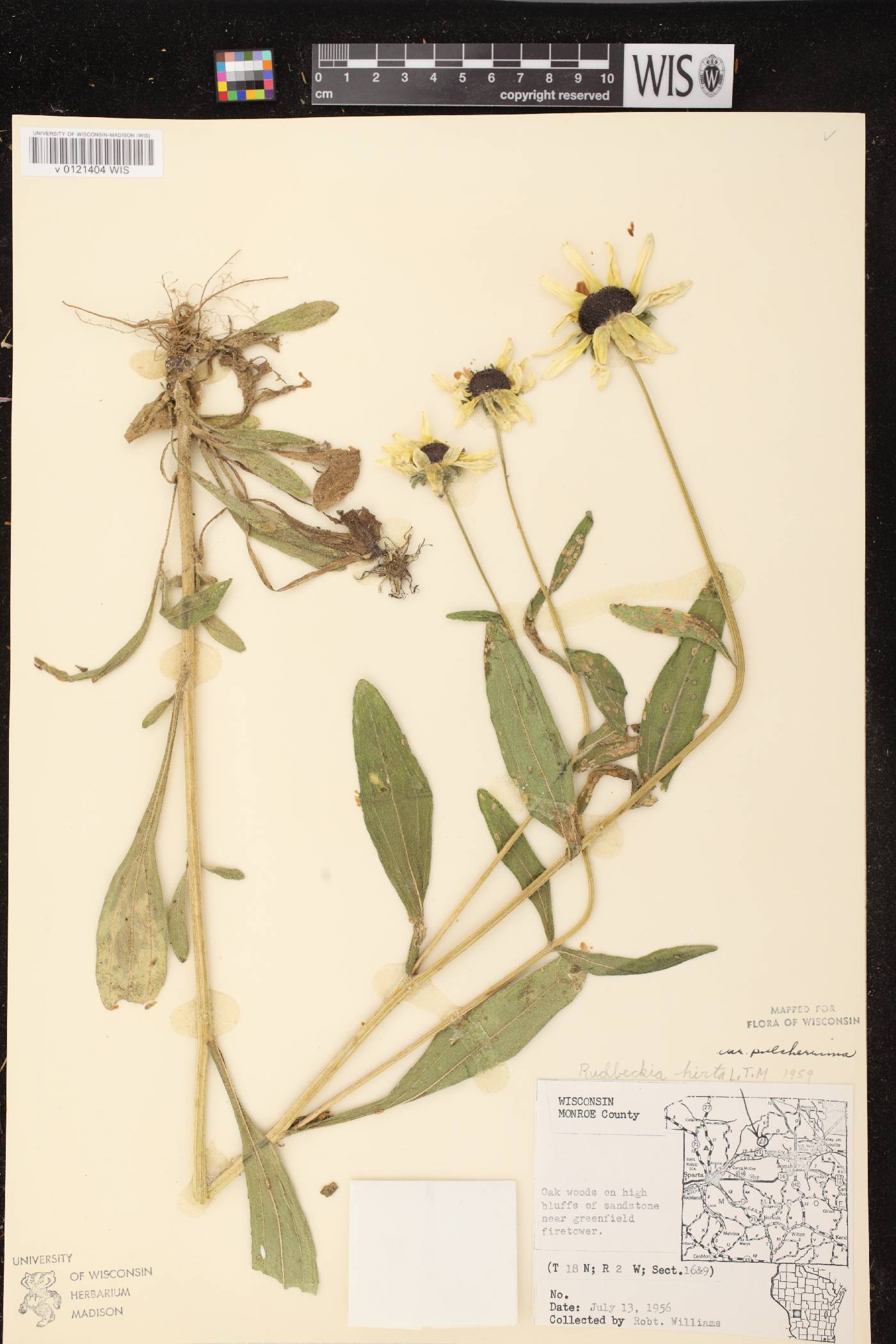 Rudbeckia hirta image