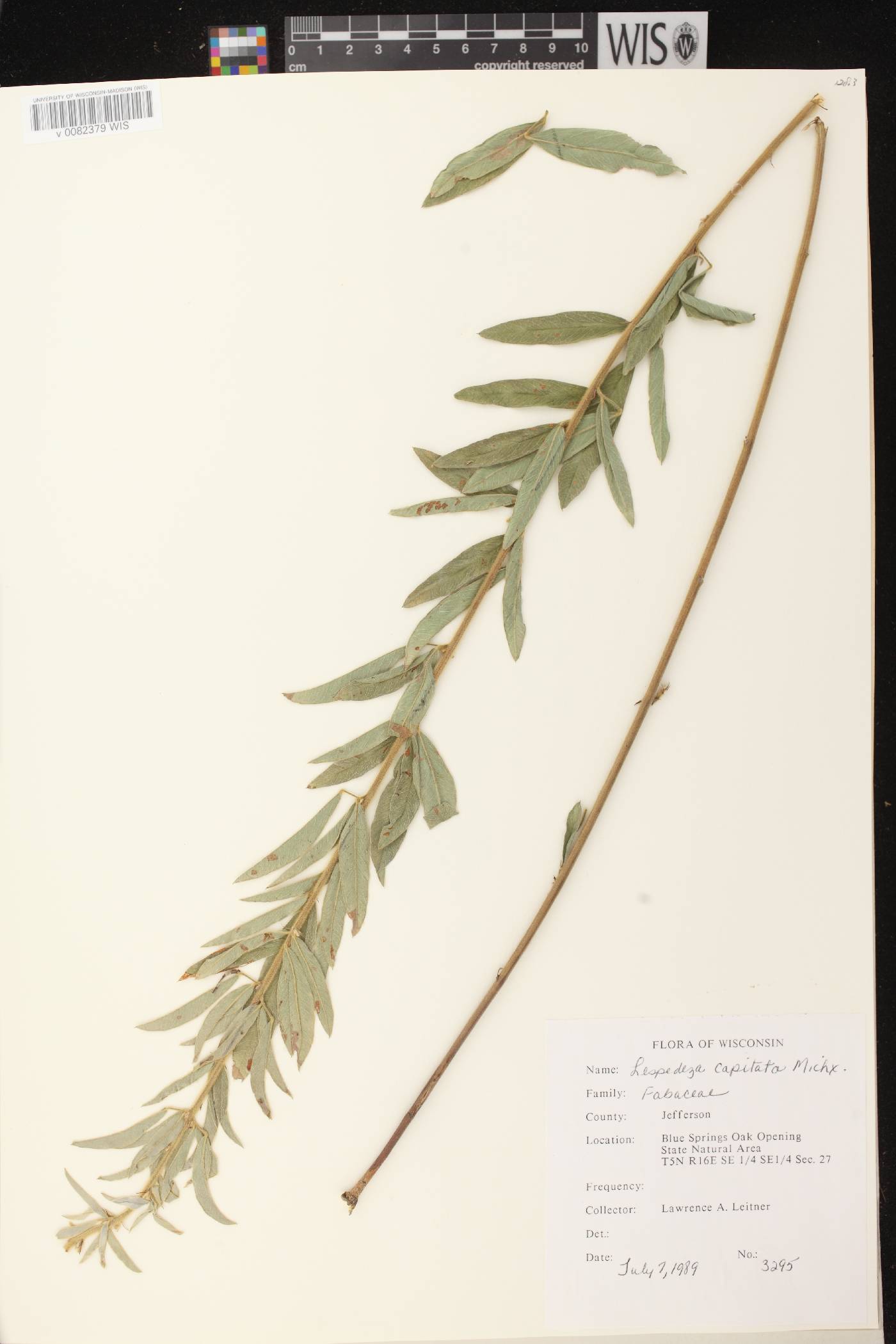 Lespedeza capitata image