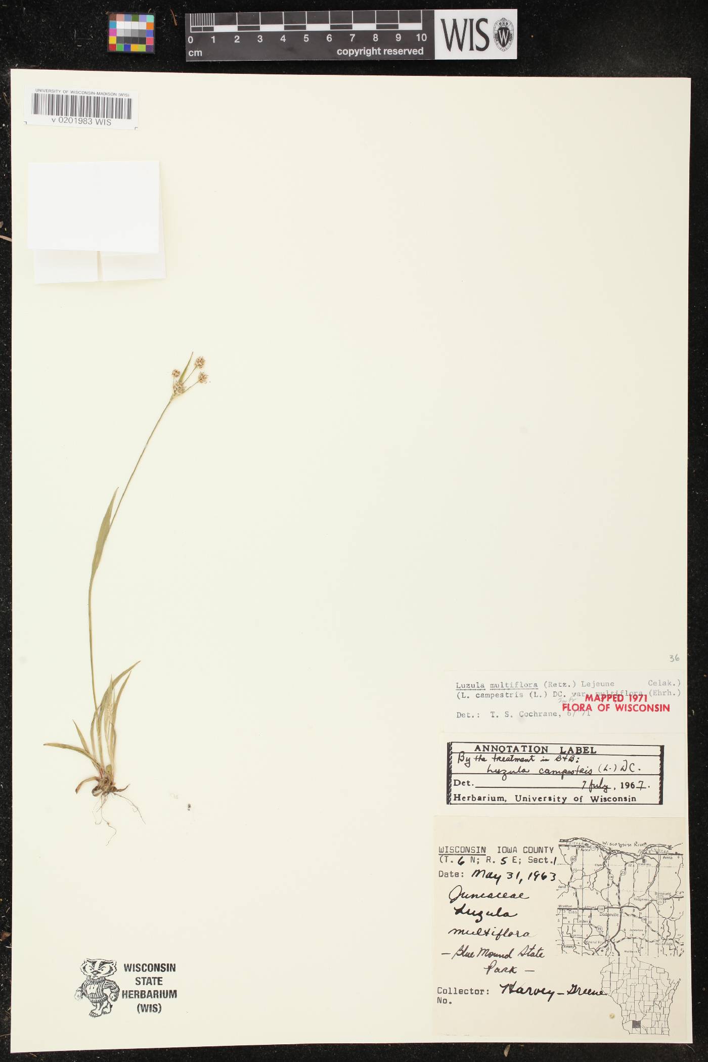 Luzula multiflora image