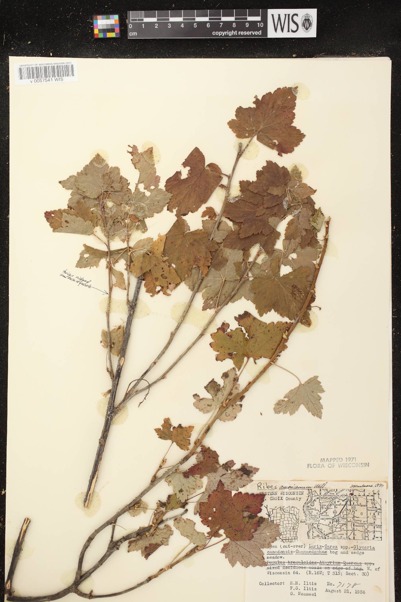 Ribes americanum image