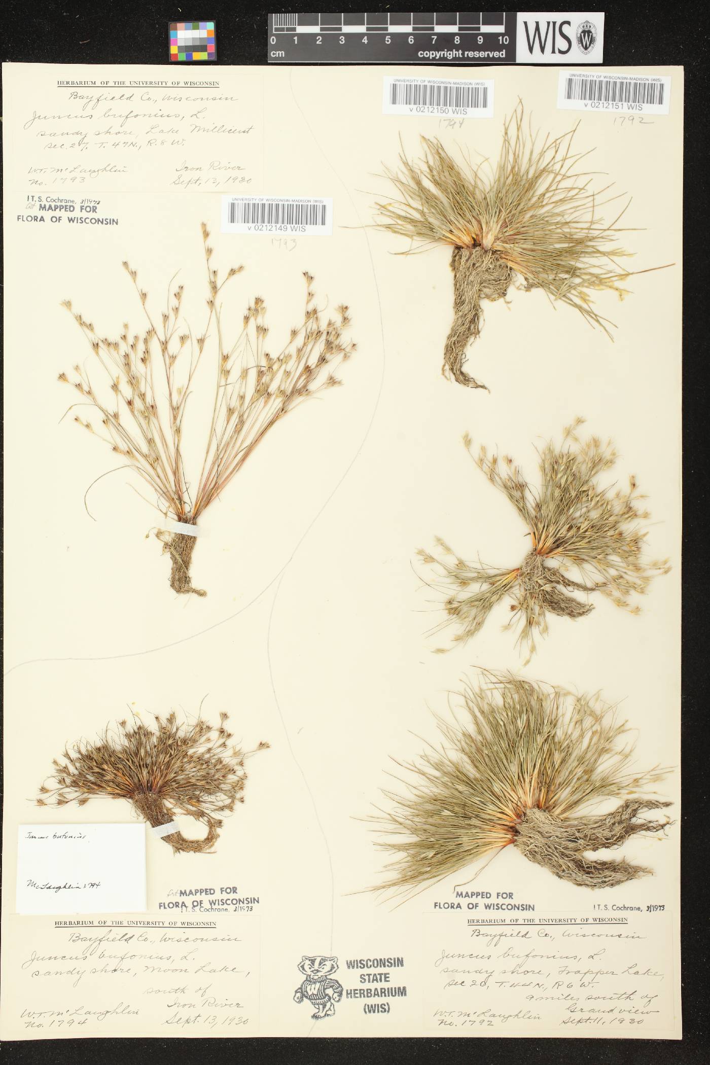 Juncus bufonius image