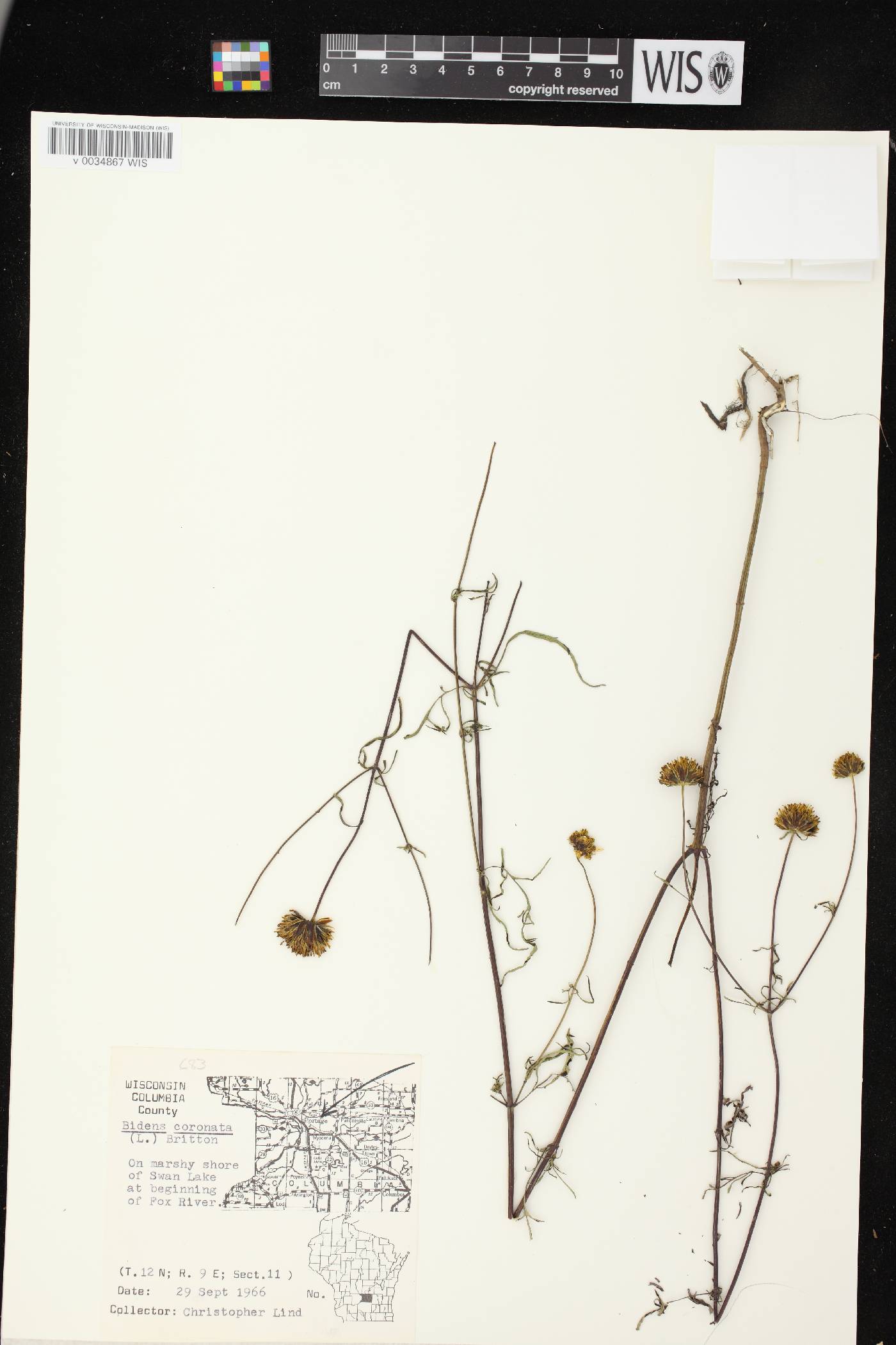 Bidens trichosperma image