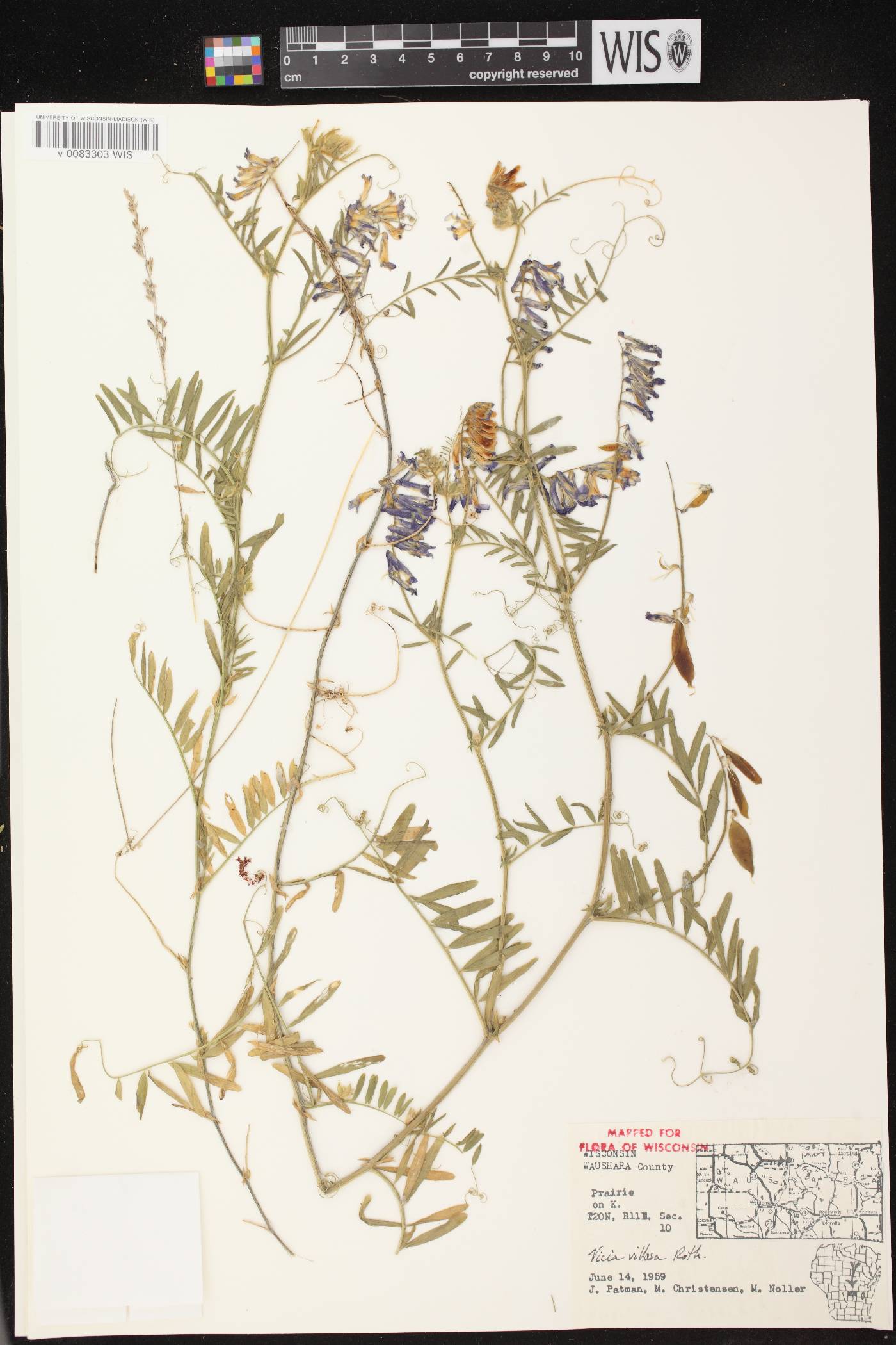 Vicia villosa image