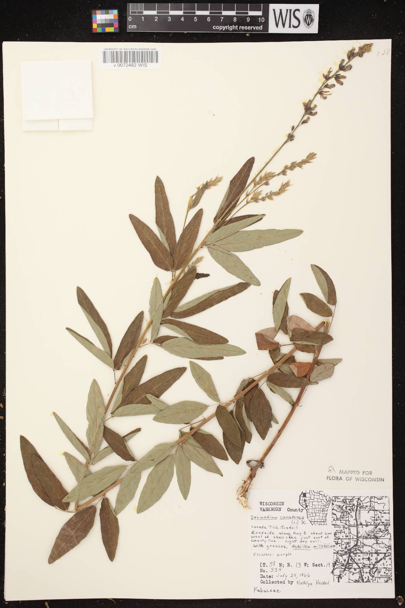 Desmodium canadense image