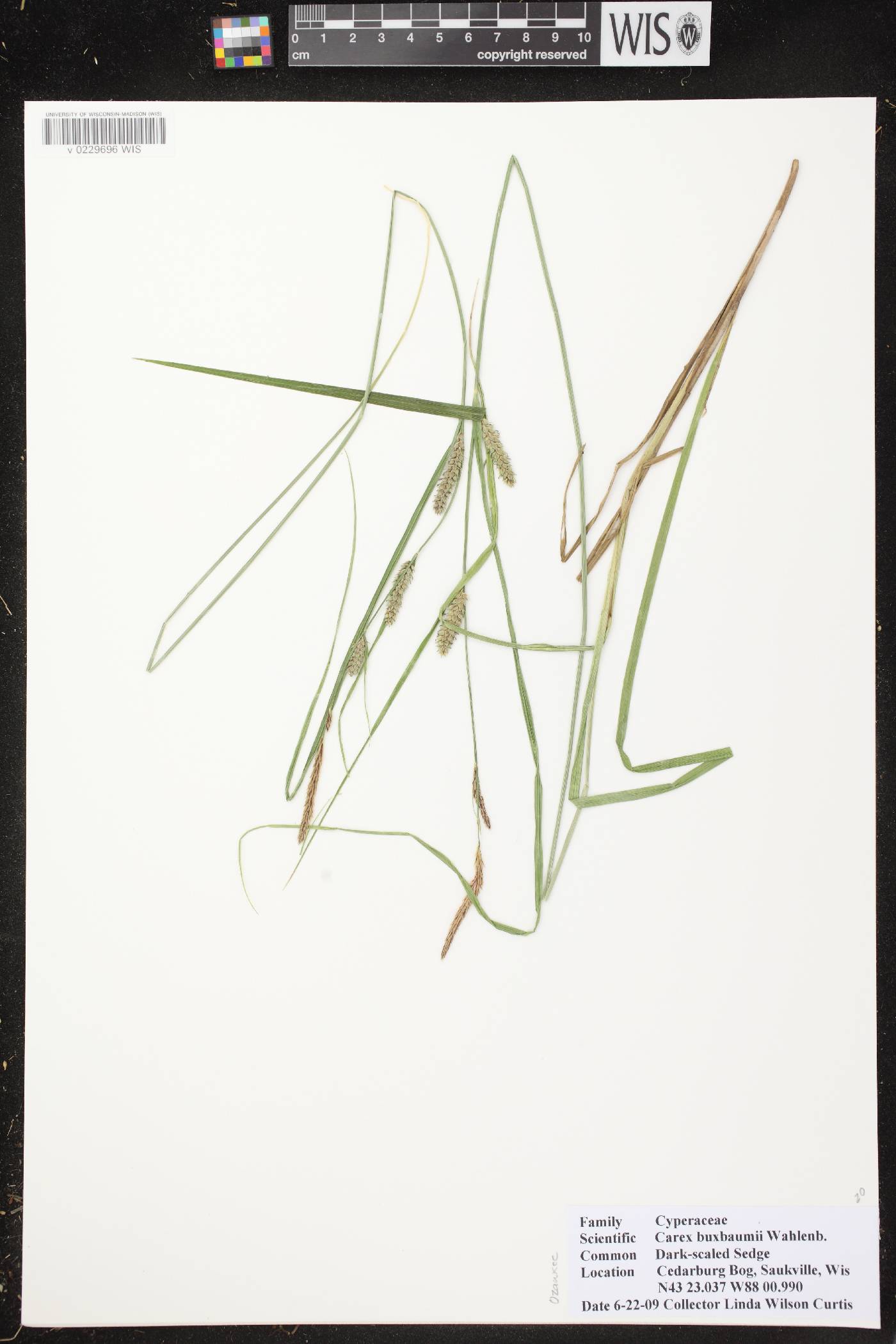 Carex buxbaumii image