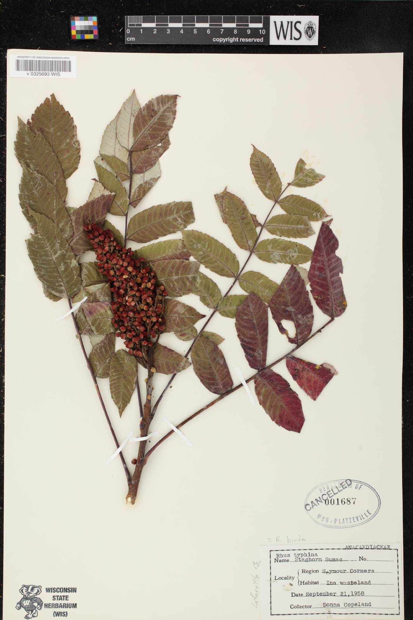 Rhus X pulvinata image