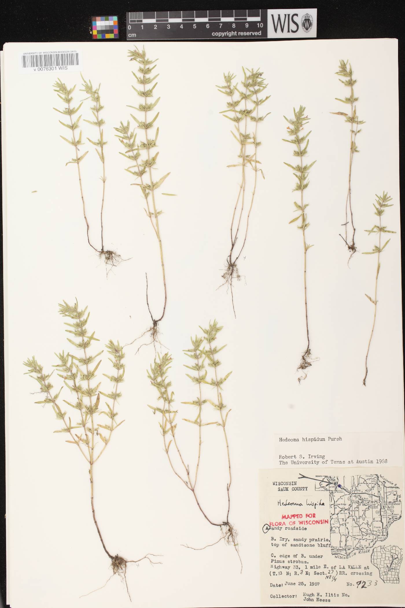 Hedeoma hispida image