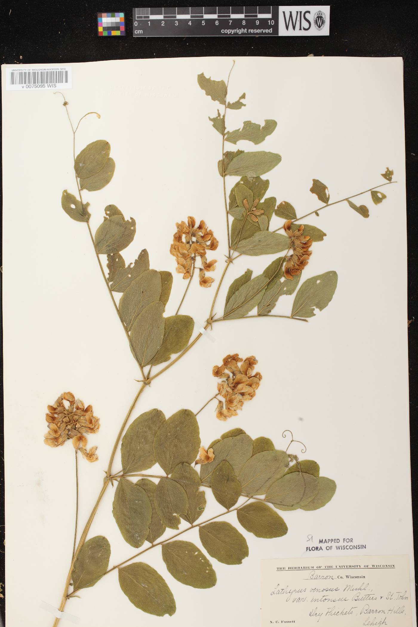 Lathyrus venosus image
