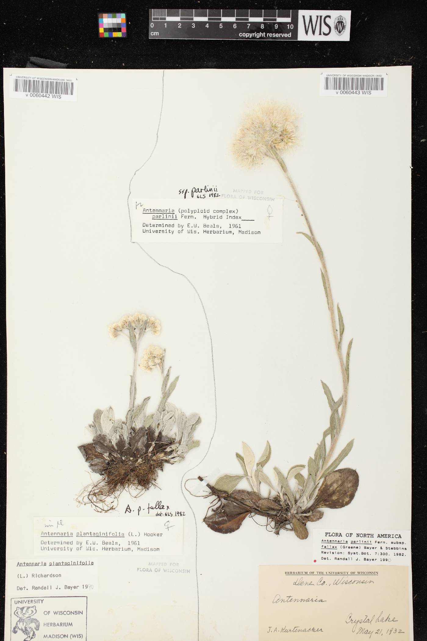 Antennaria plantaginifolia image