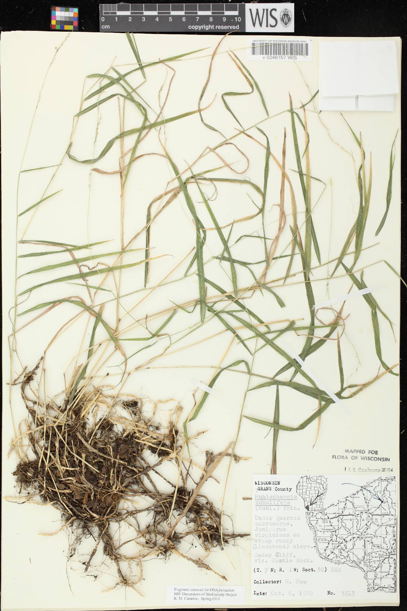 Muhlenbergia sobolifera image