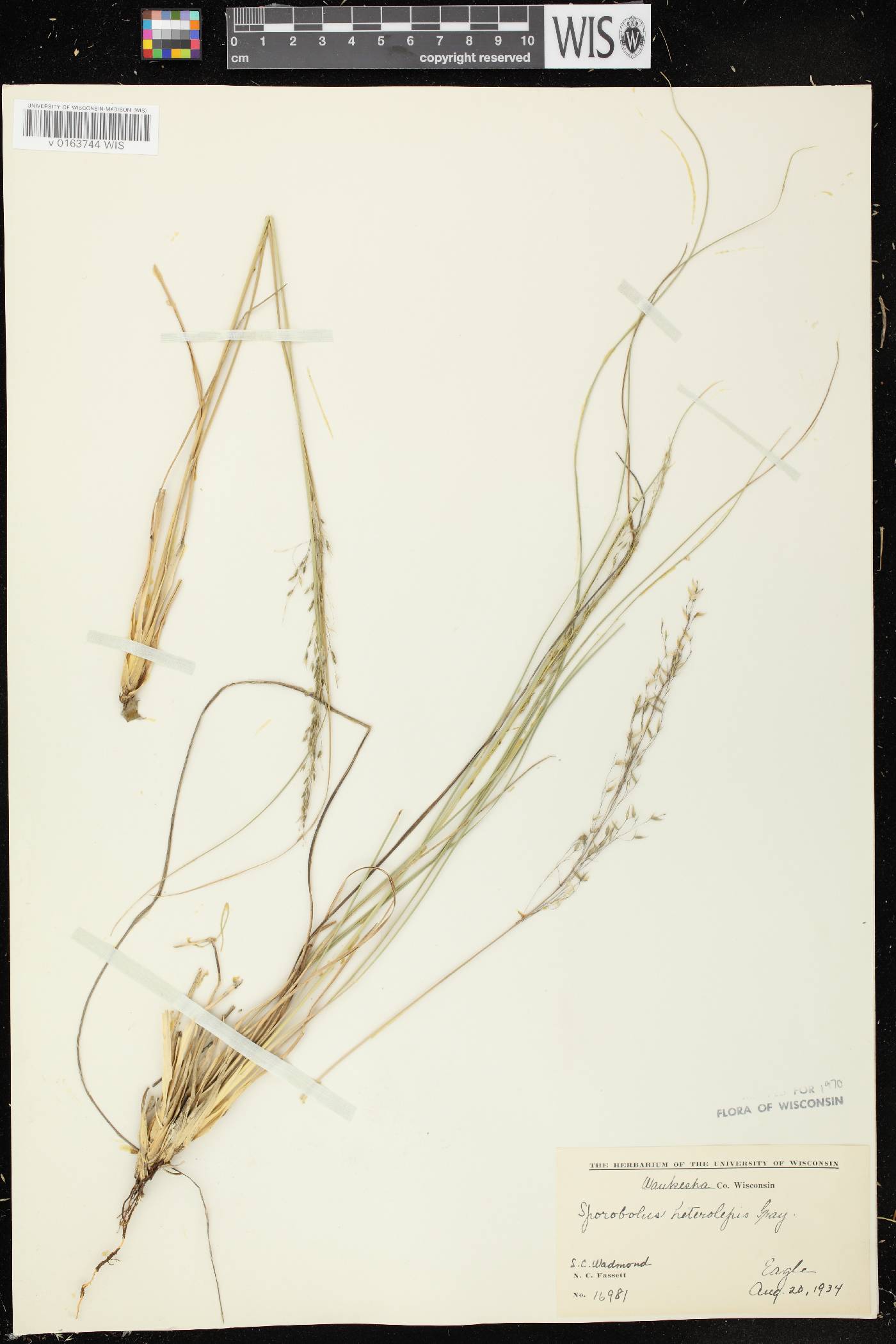 Sporobolus heterolepis image
