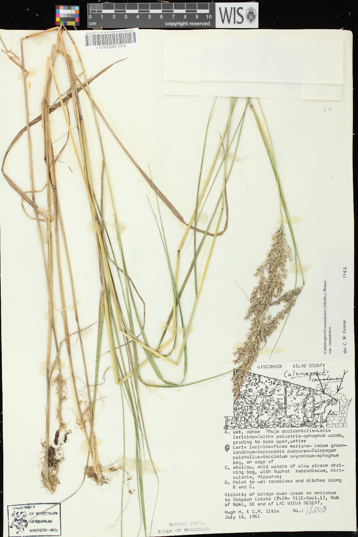 Calamagrostis canadensis var. canadensis image