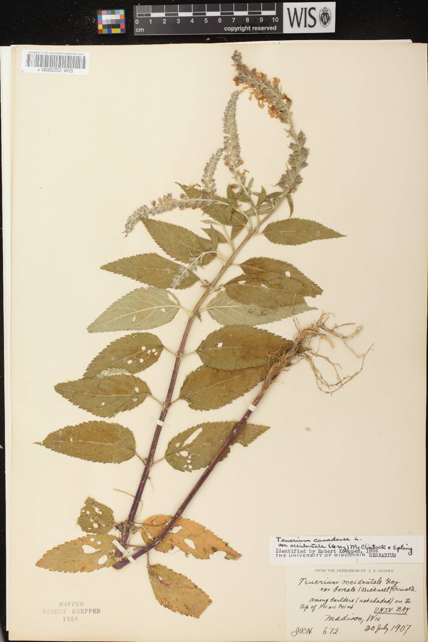 Teucrium canadense var. occidentale image
