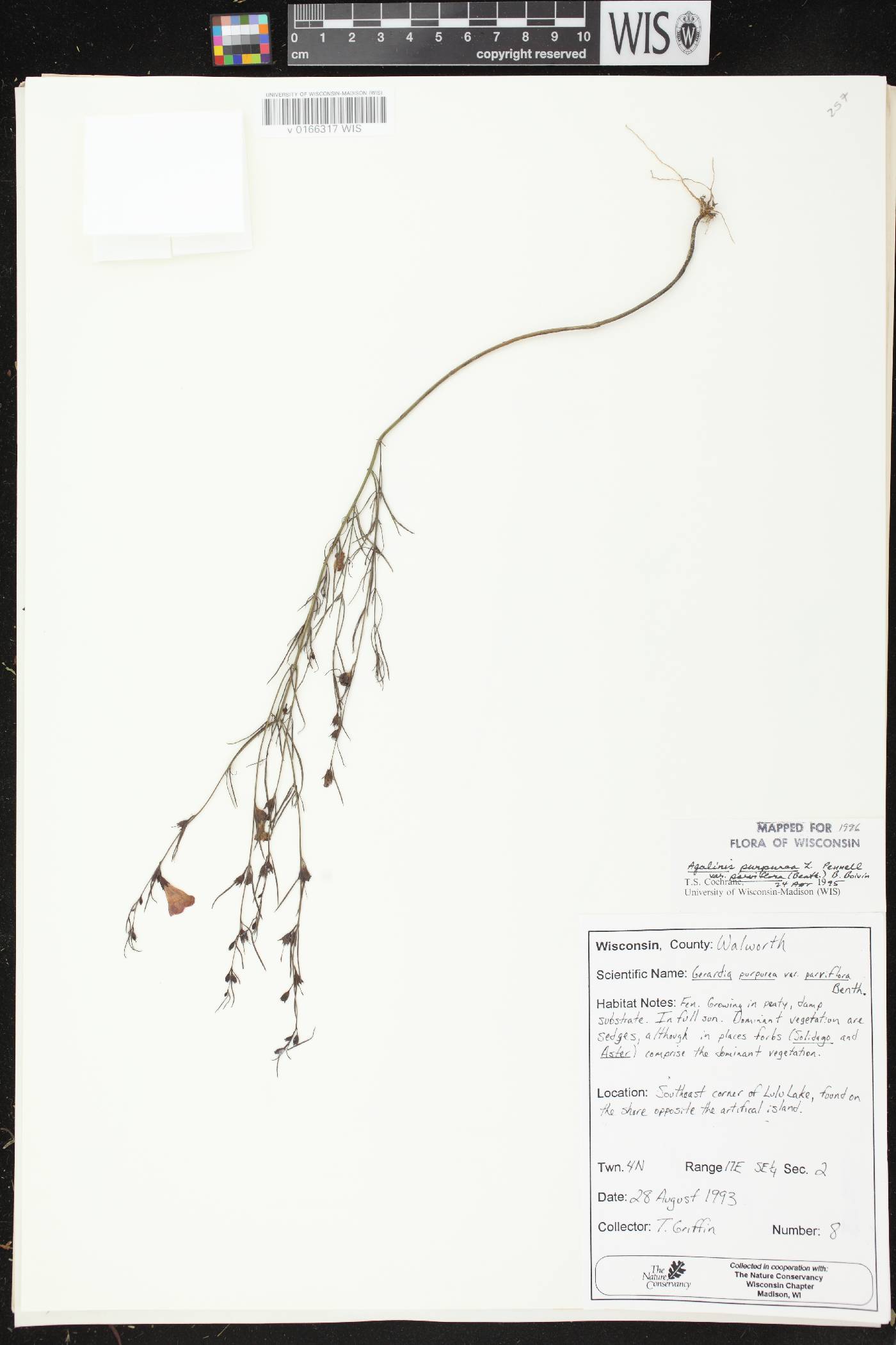 Agalinis paupercula var. borealis image