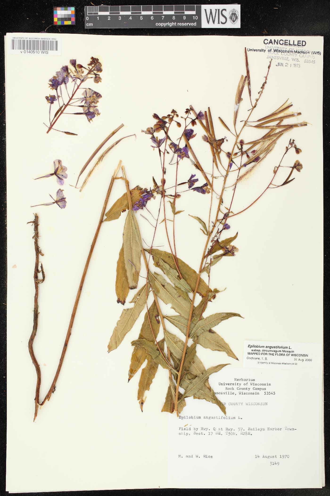 Chamerion angustifolium subsp. circumvagum image