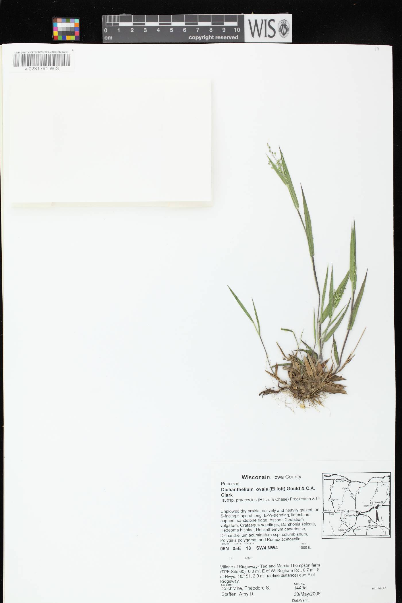 Dichanthelium villosissimum var. praecocius image