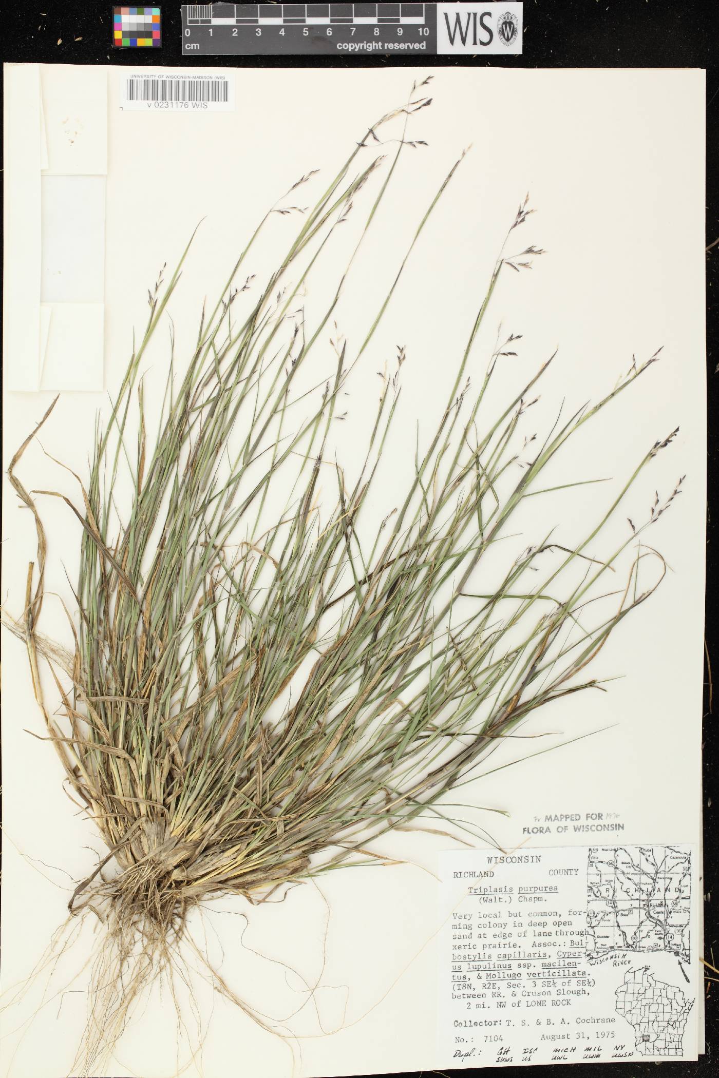 Triplasis purpurea image