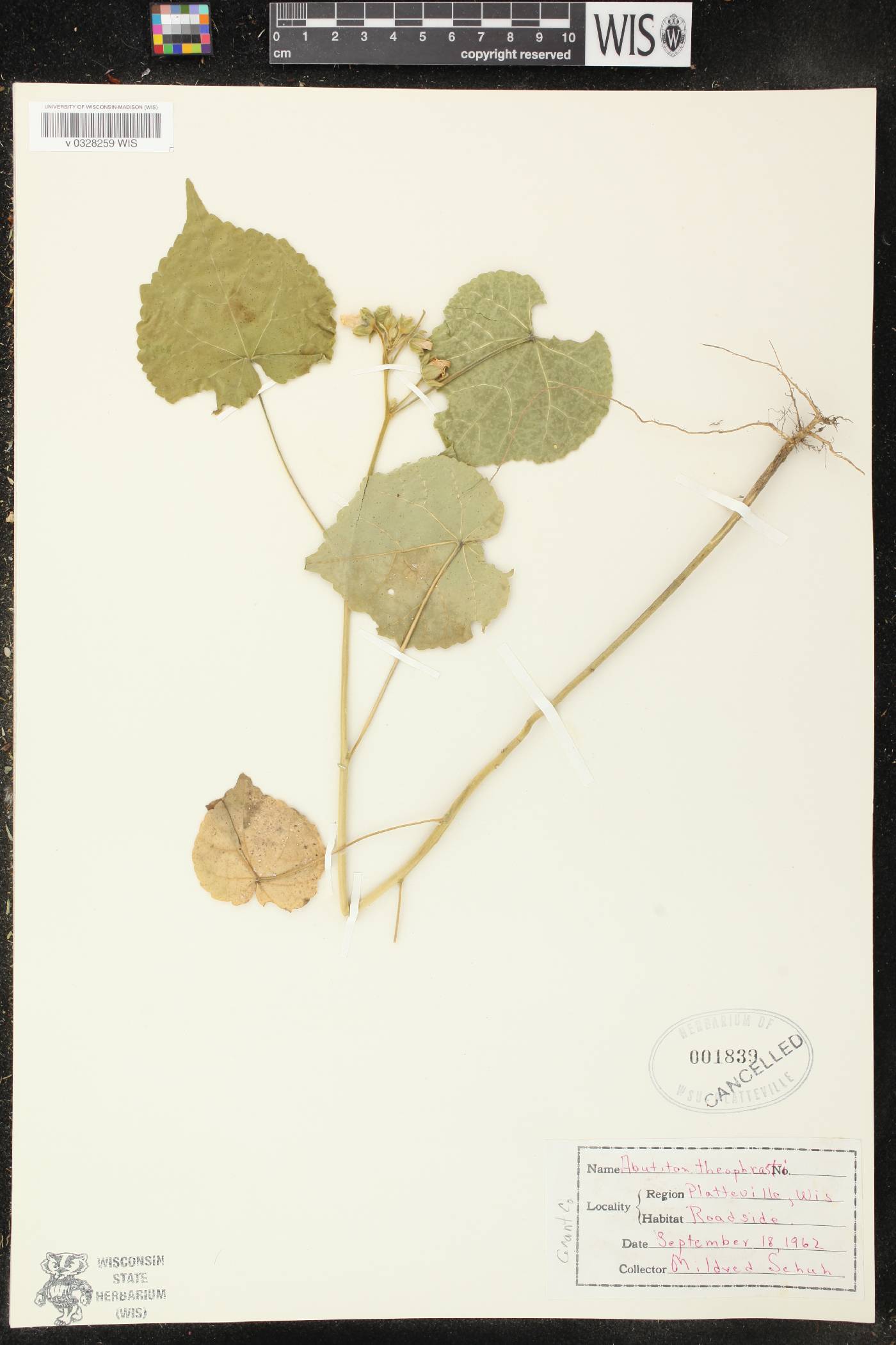 Abutilon theophrasti image