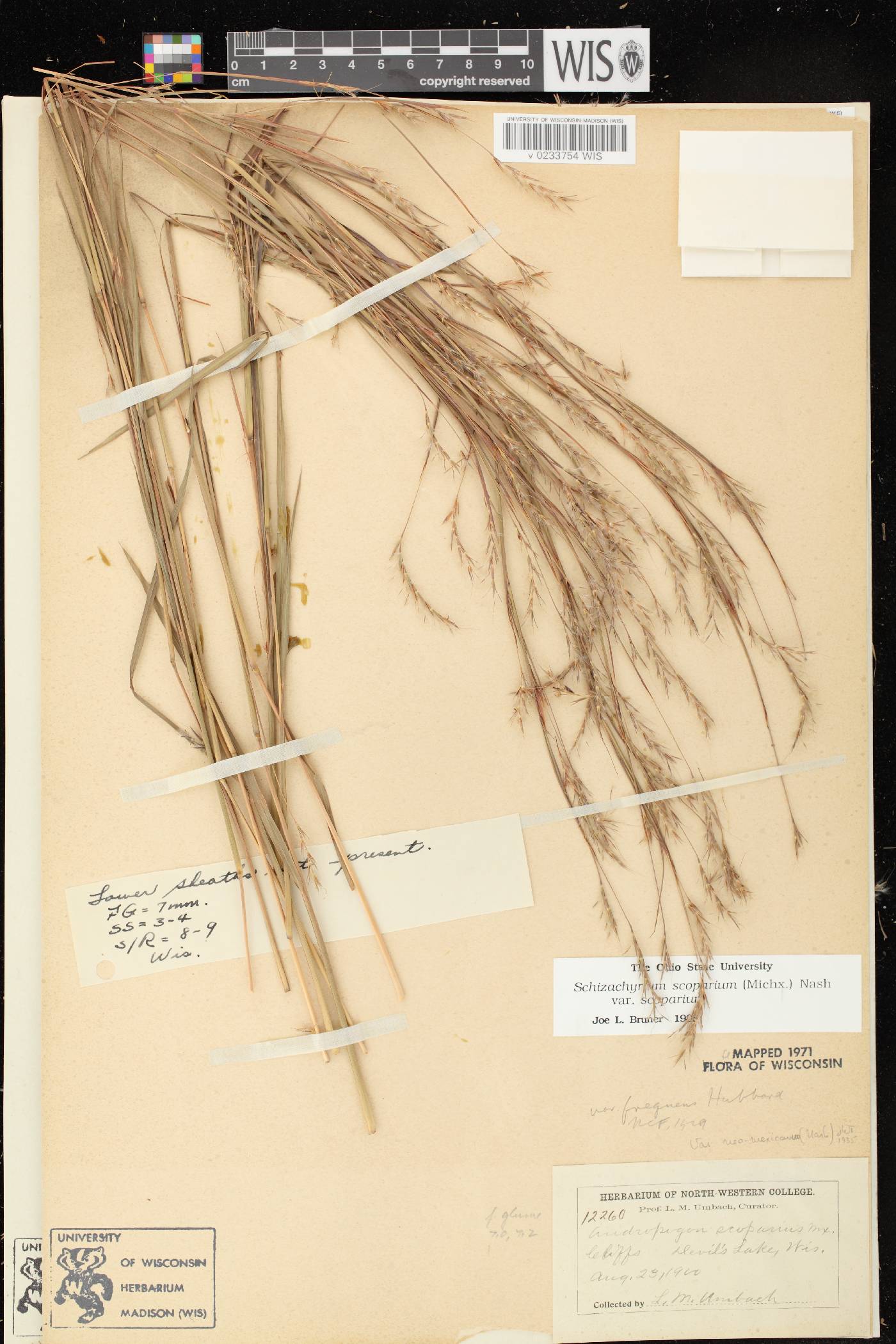 Schizachyrium scoparium var. scoparium image