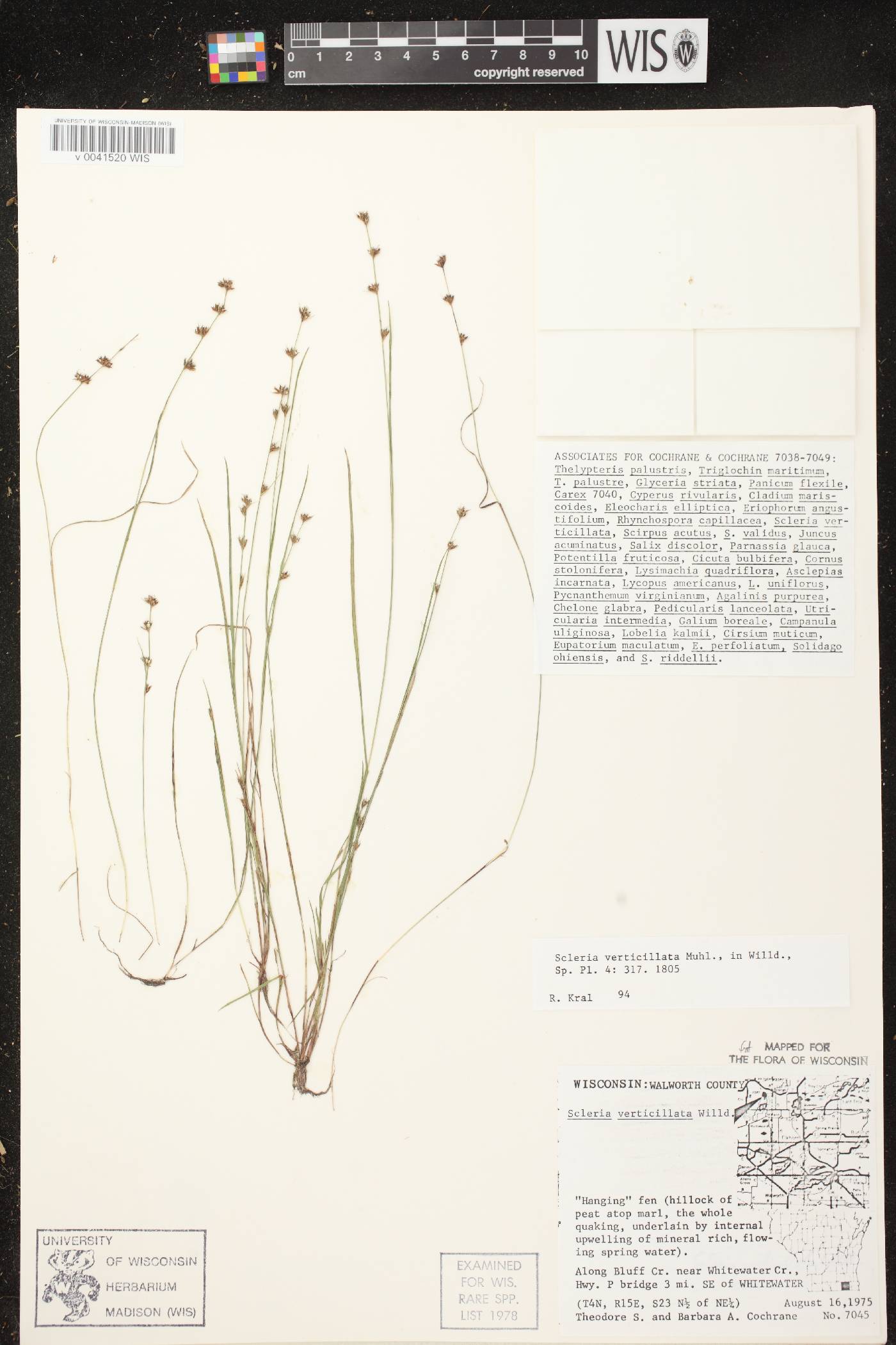Scleria verticillata image