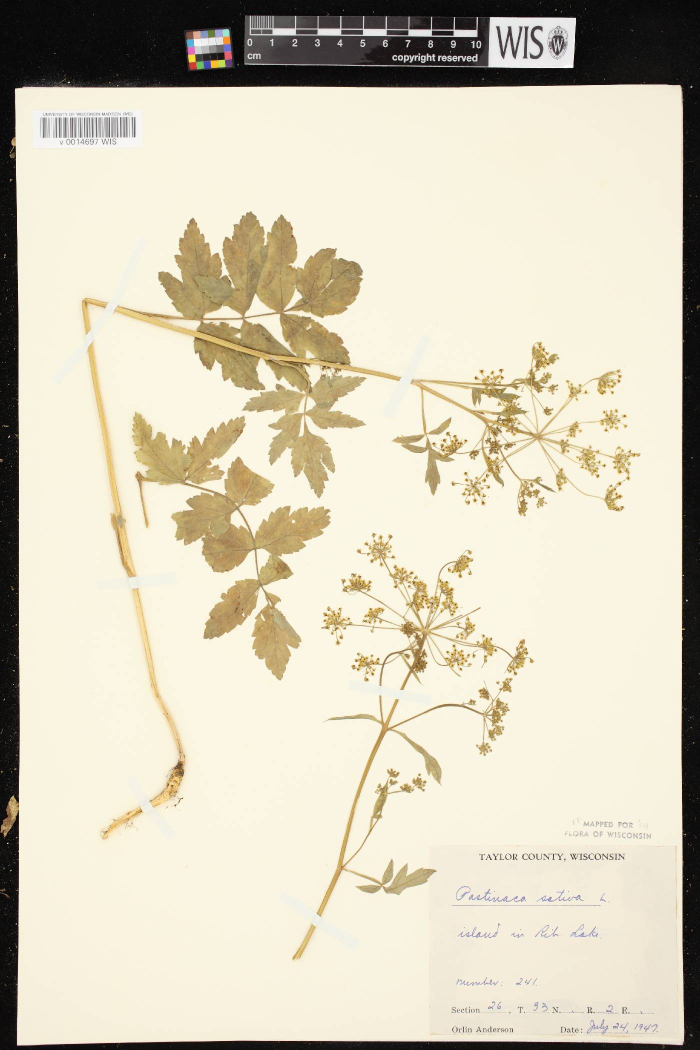 Pastinaca sativa image