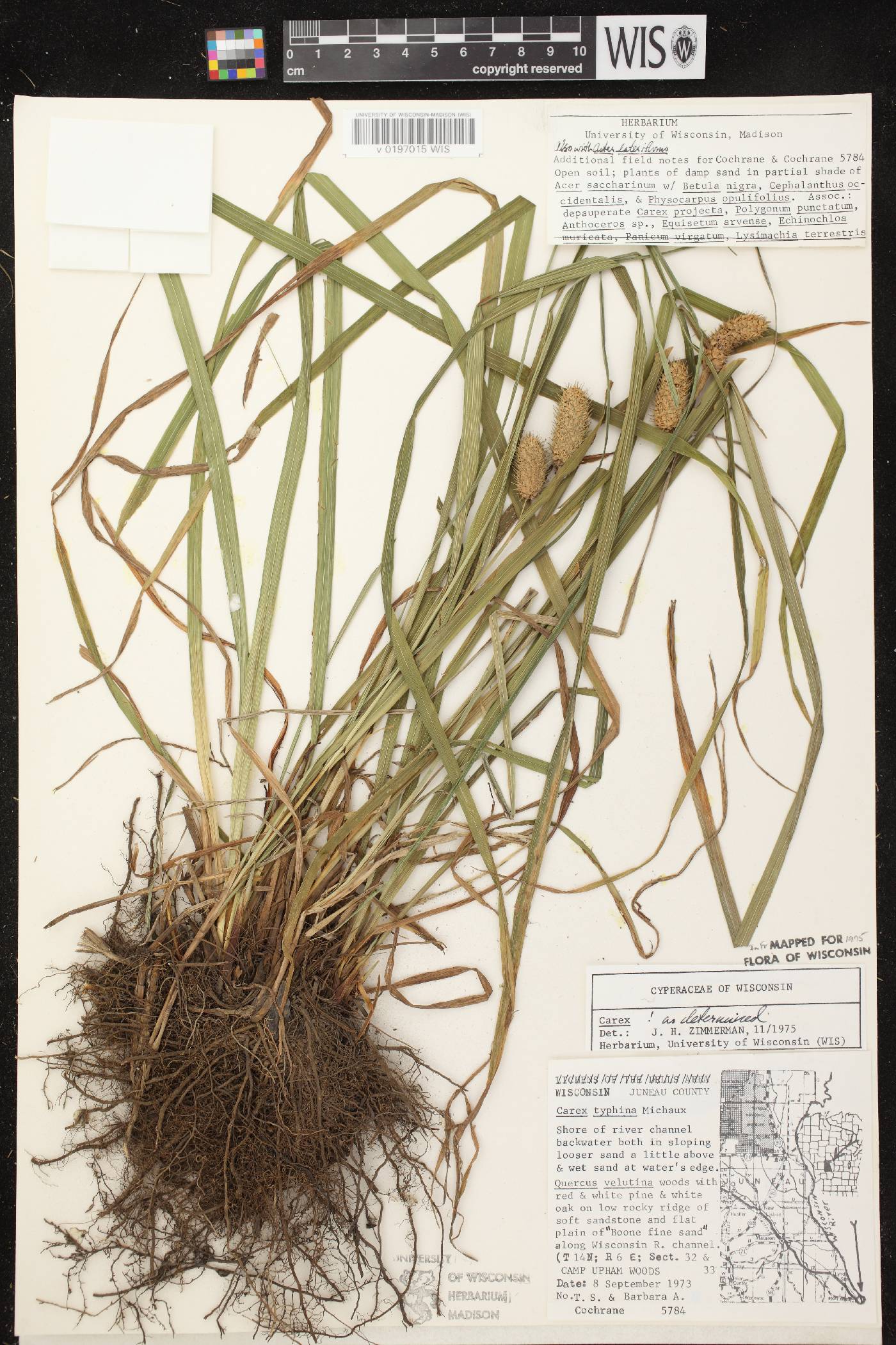 Carex typhina image