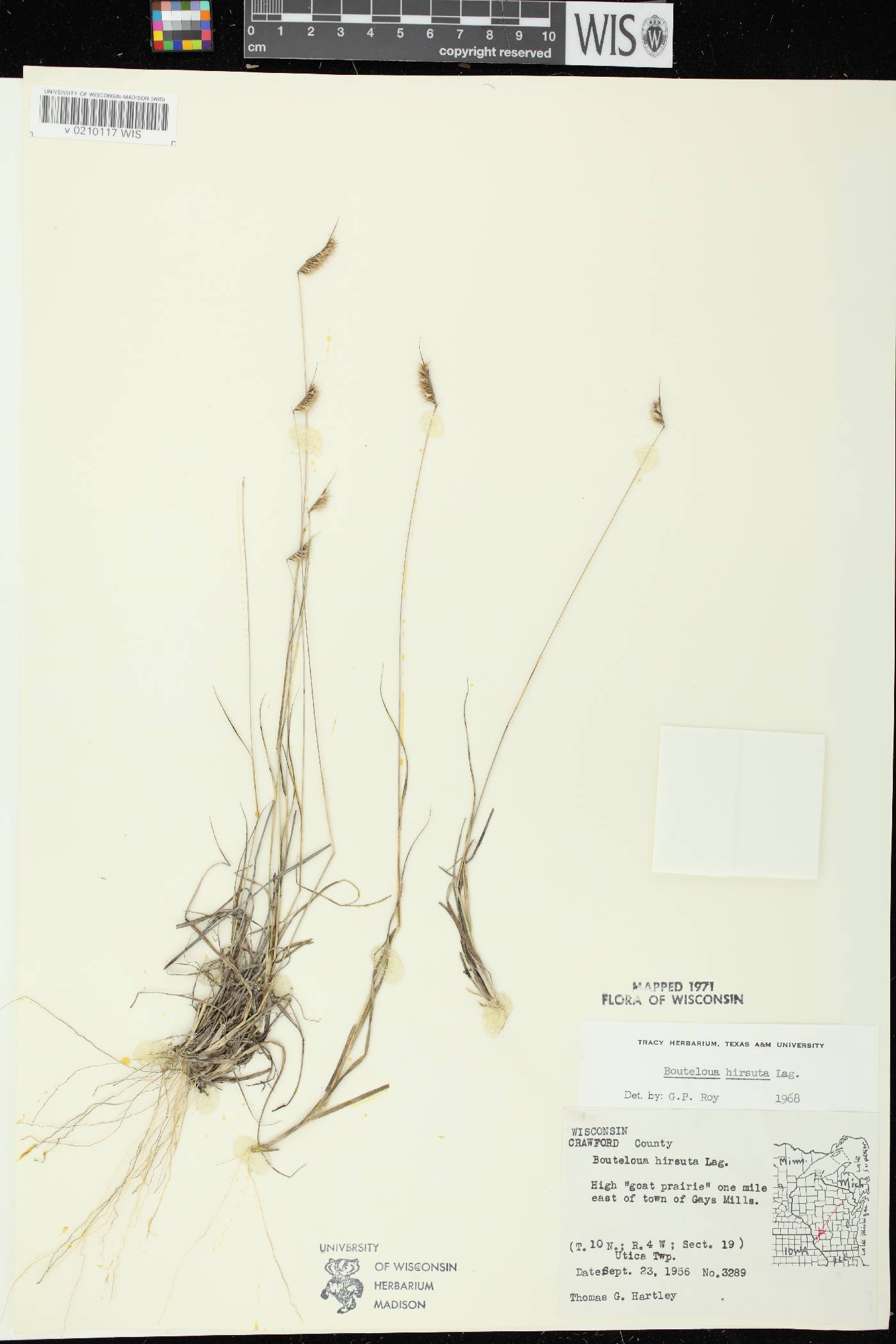 Bouteloua hirsuta subsp. hirsuta image
