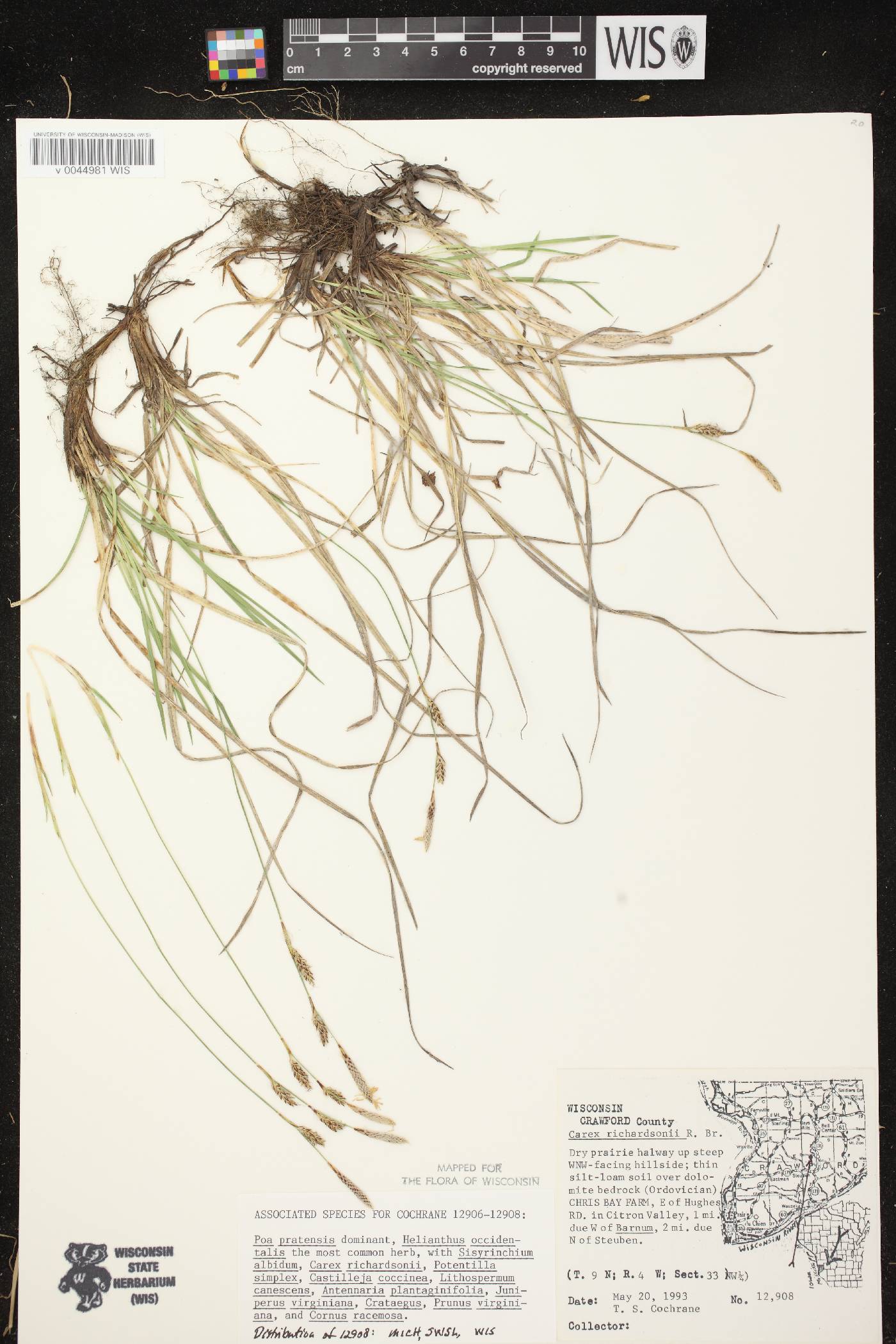 Carex richardsonii image