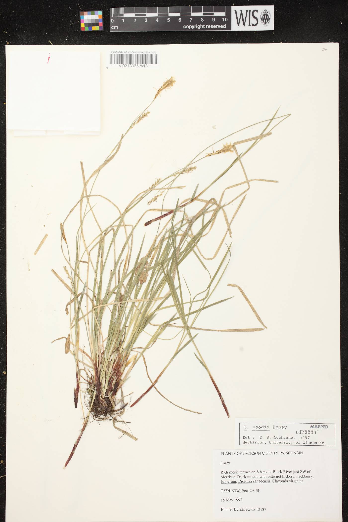 Carex woodii image