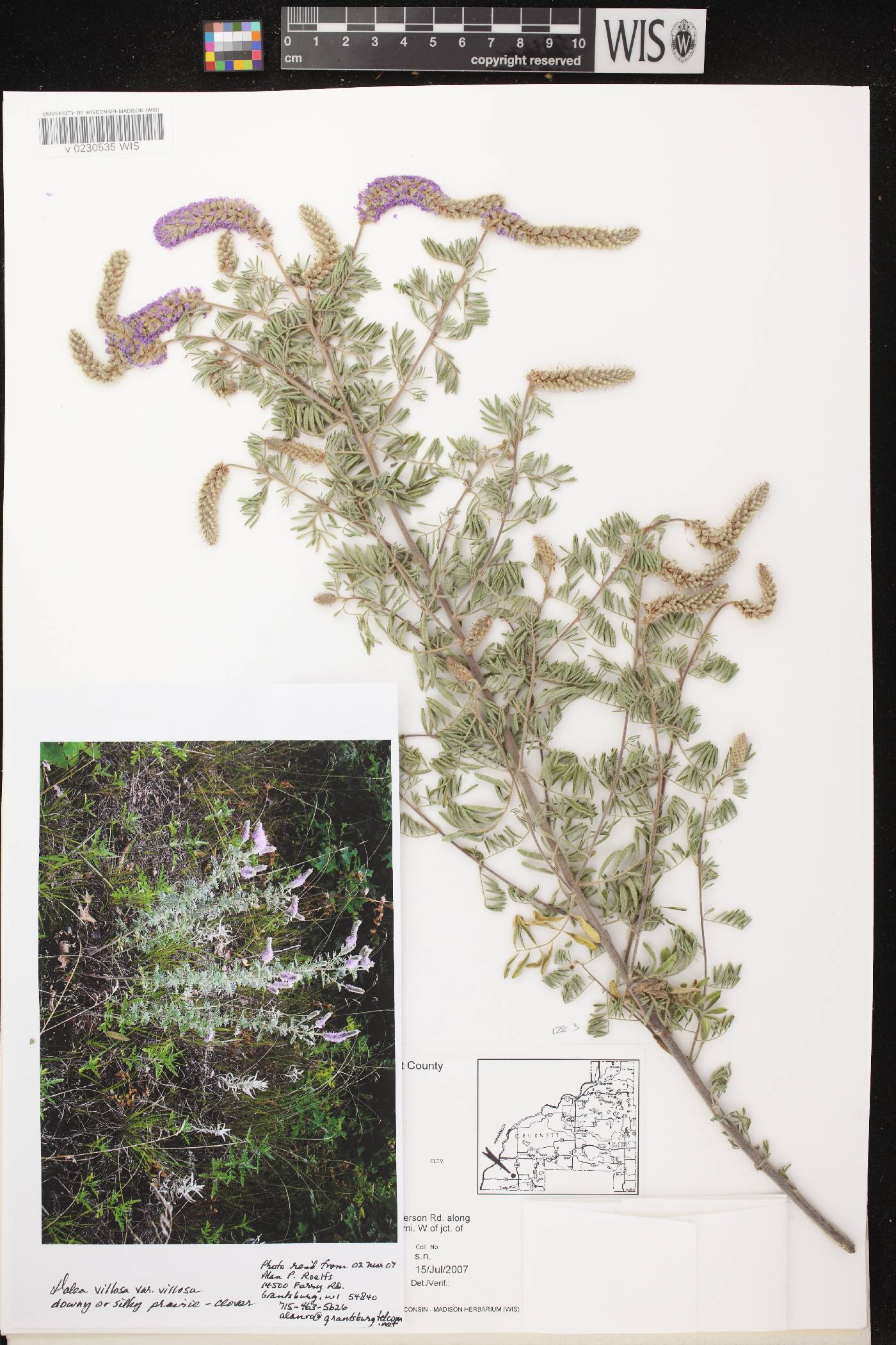Dalea villosa var. villosa image