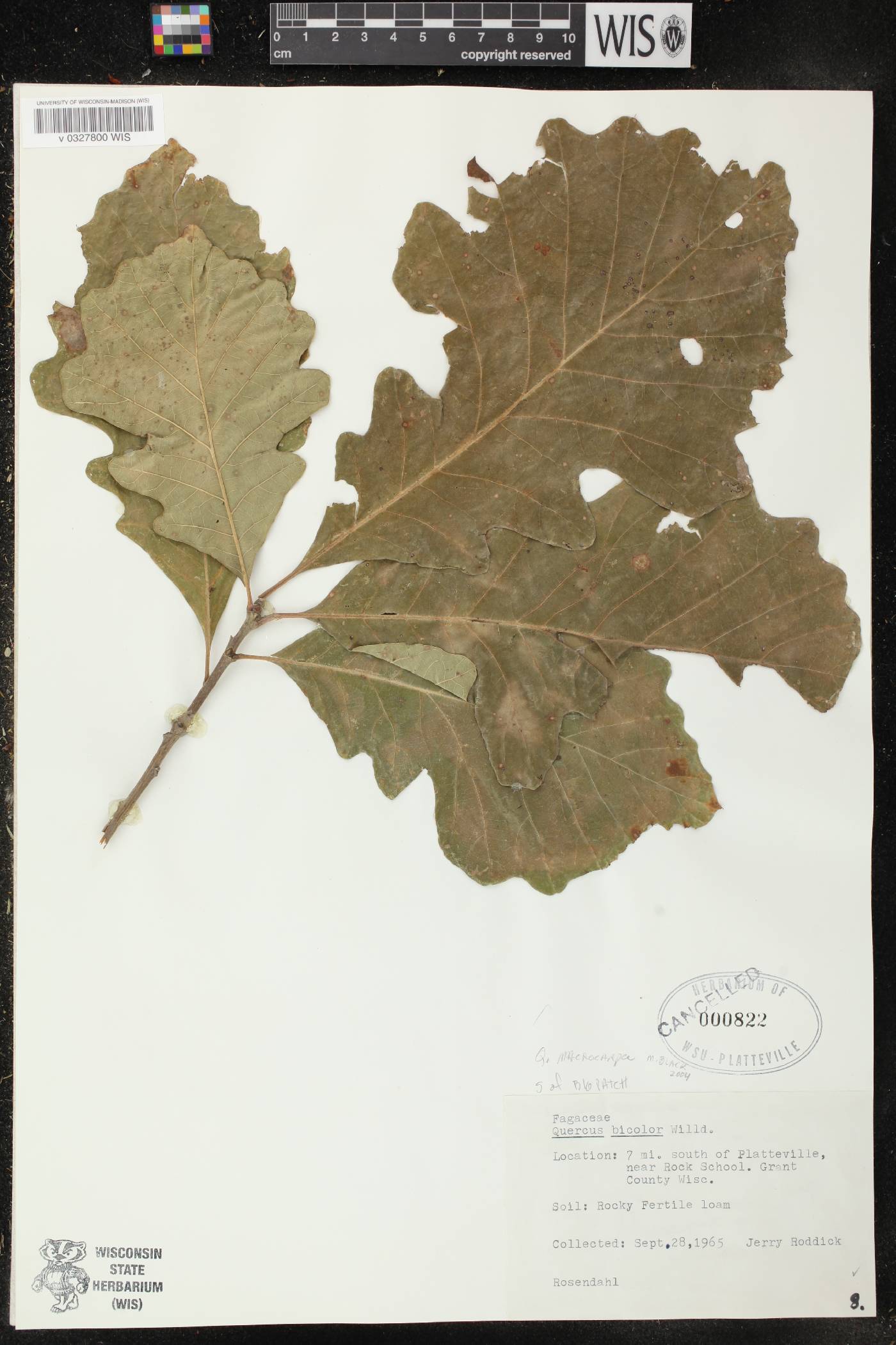 Quercus macrocarpa image