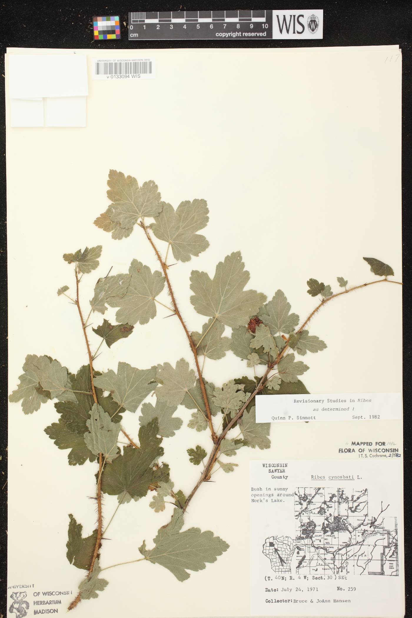 Ribes cynosbati image