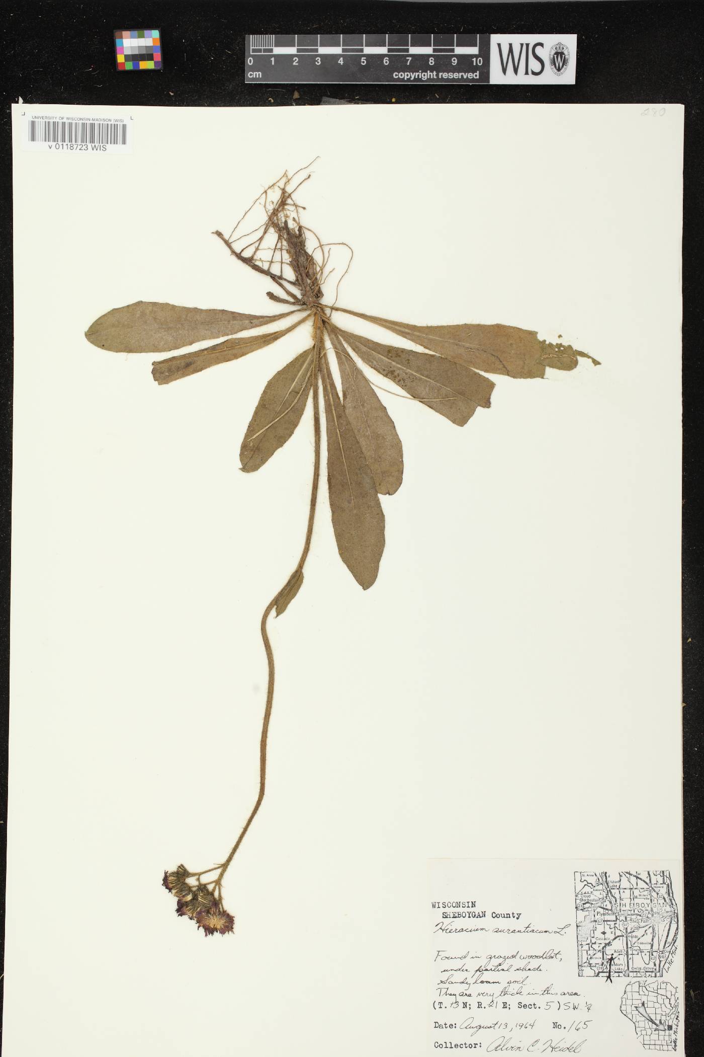 Hieracium aurantiacum image