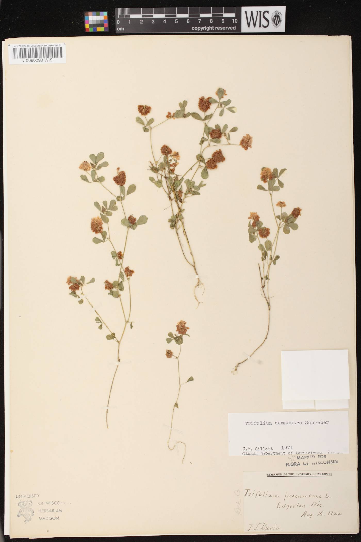 Trifolium campestre image