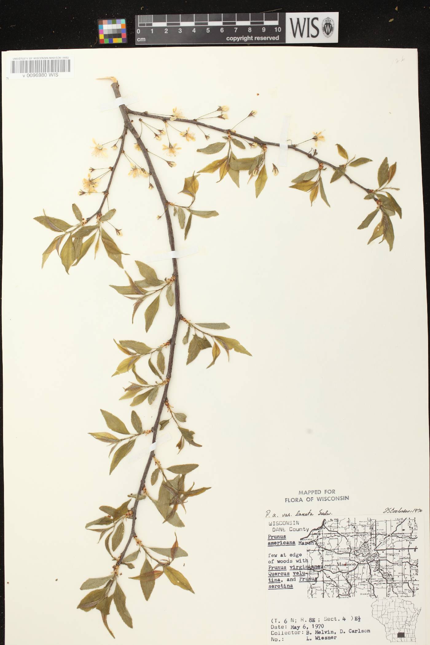 Prunus americana image