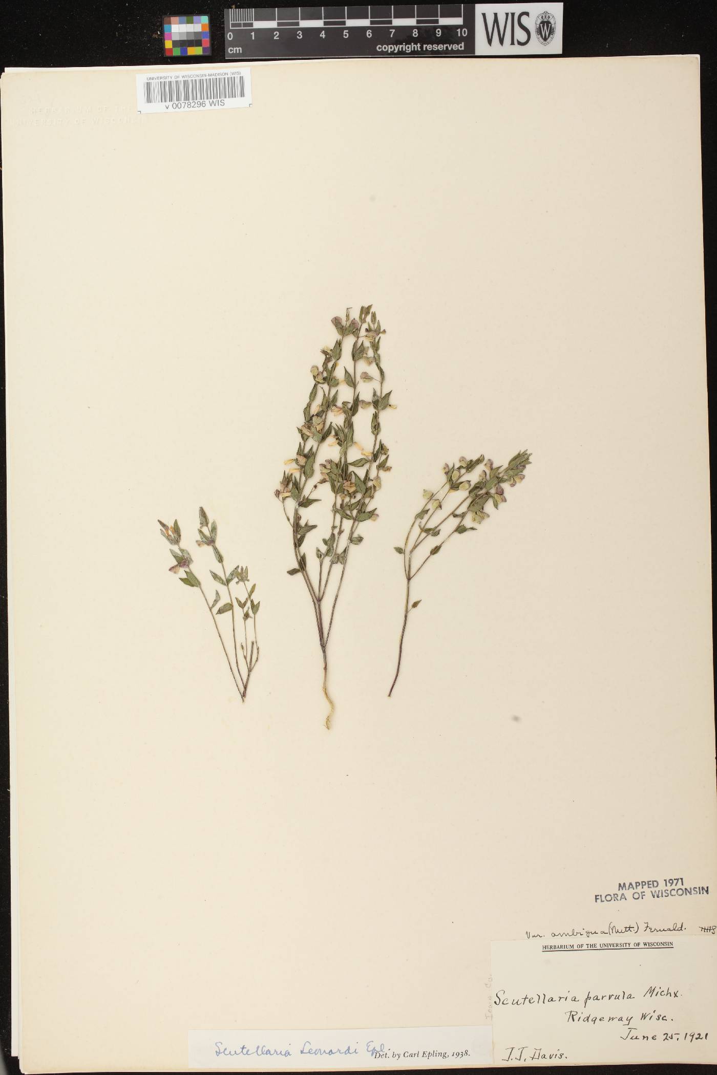 Scutellaria parvula var. missouriensis image