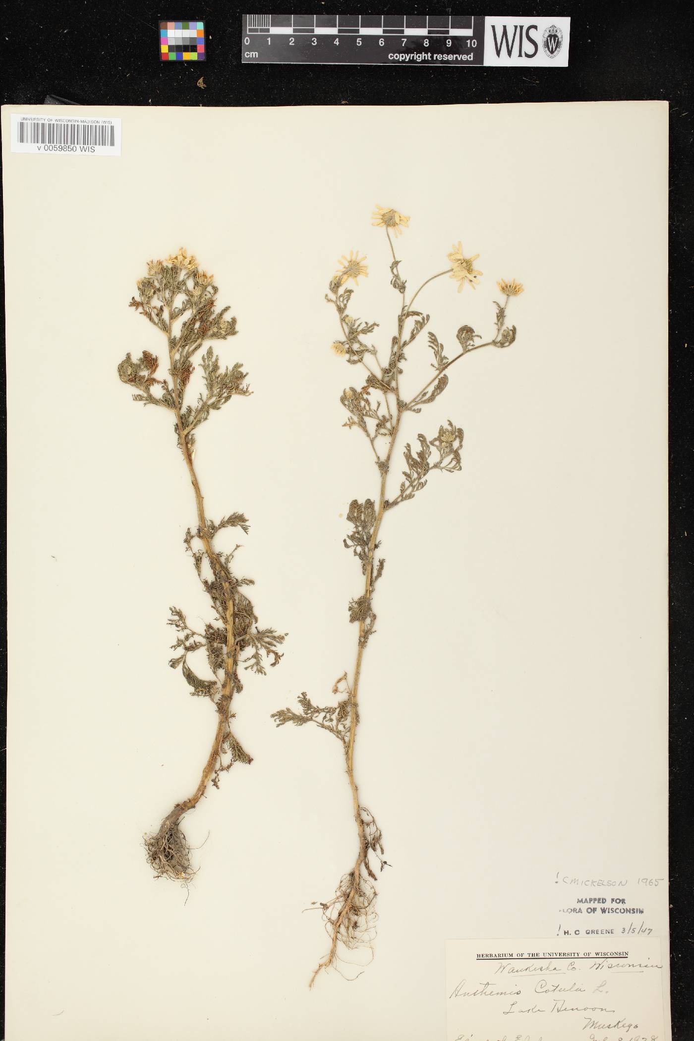 Anthemis cotula image