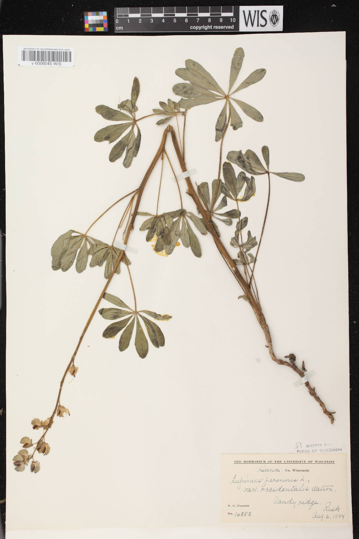 Lupinus perennis var. occidentalis image