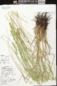 Image of Carex annectens var. xanthocarpa
