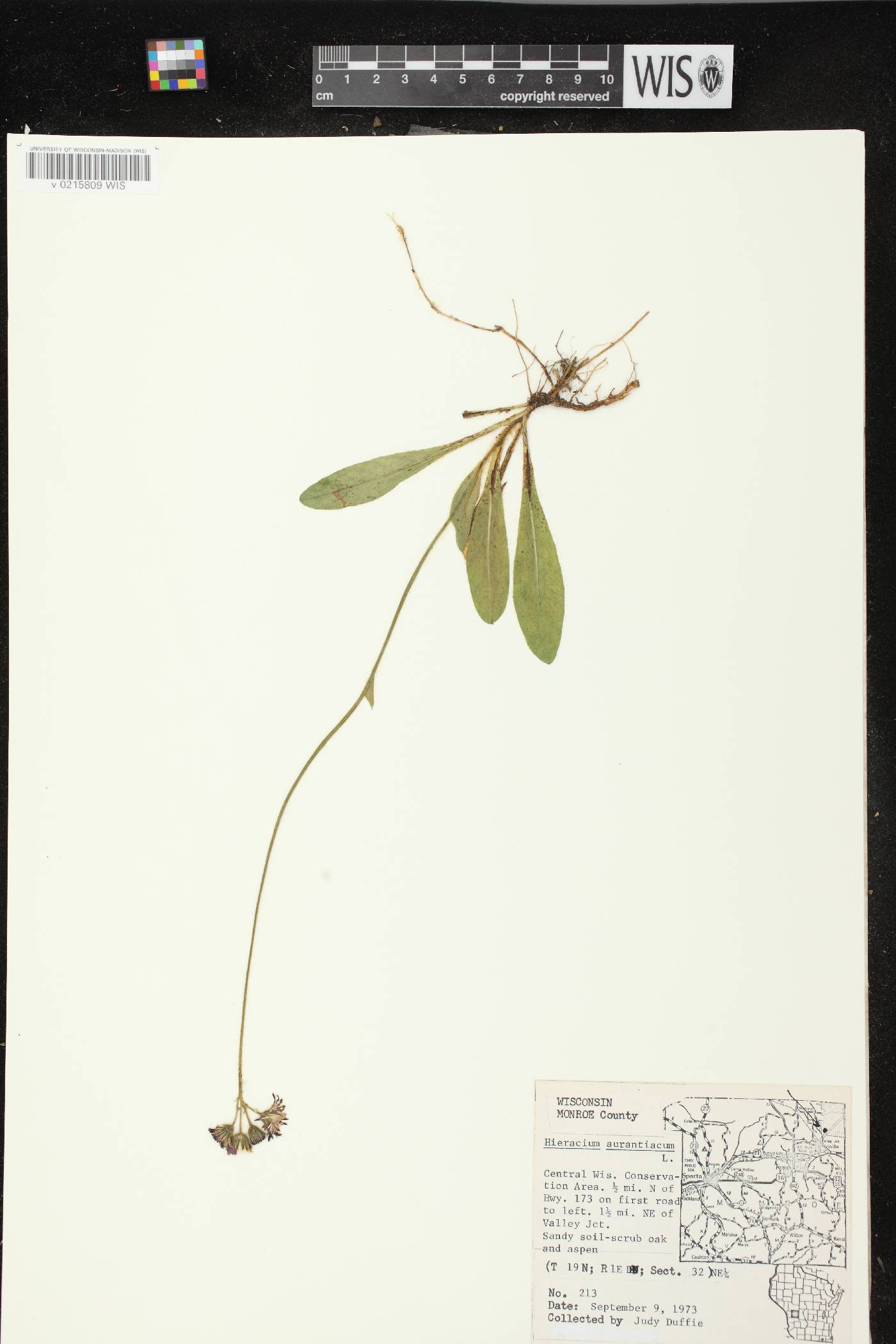 Hieracium aurantiacum image