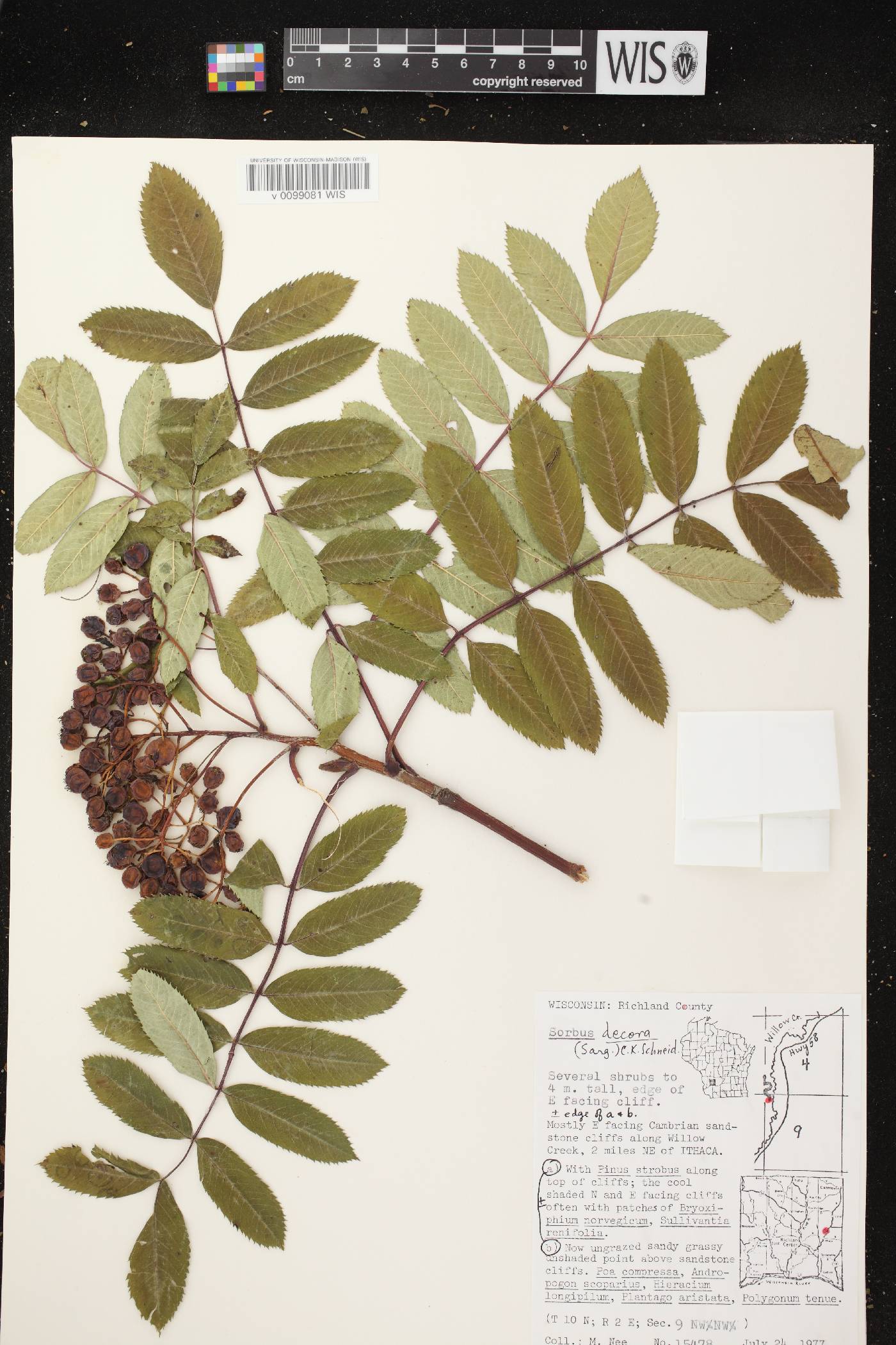 Sorbus decora image