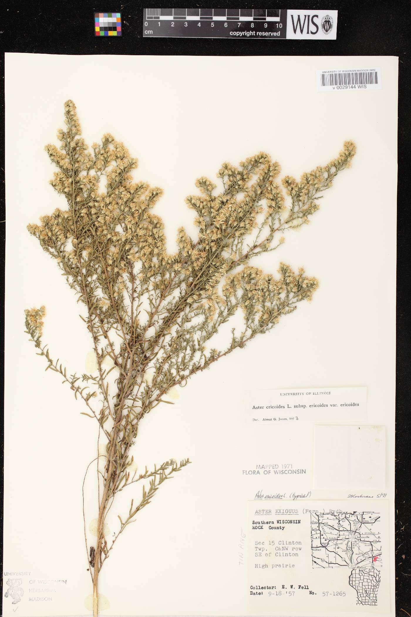 Symphyotrichum ericoides var. ericoides image