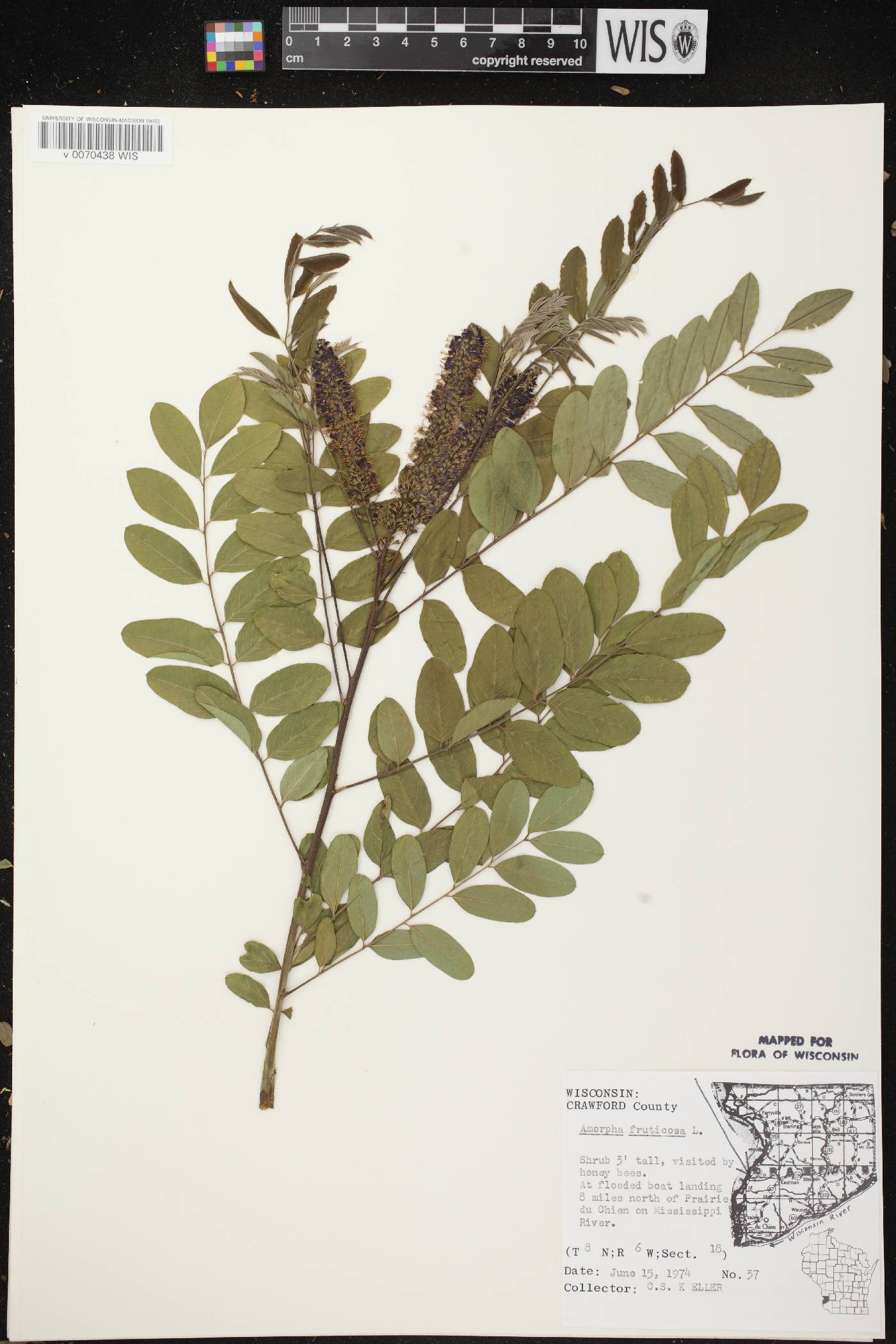 Amorpha fruticosa image
