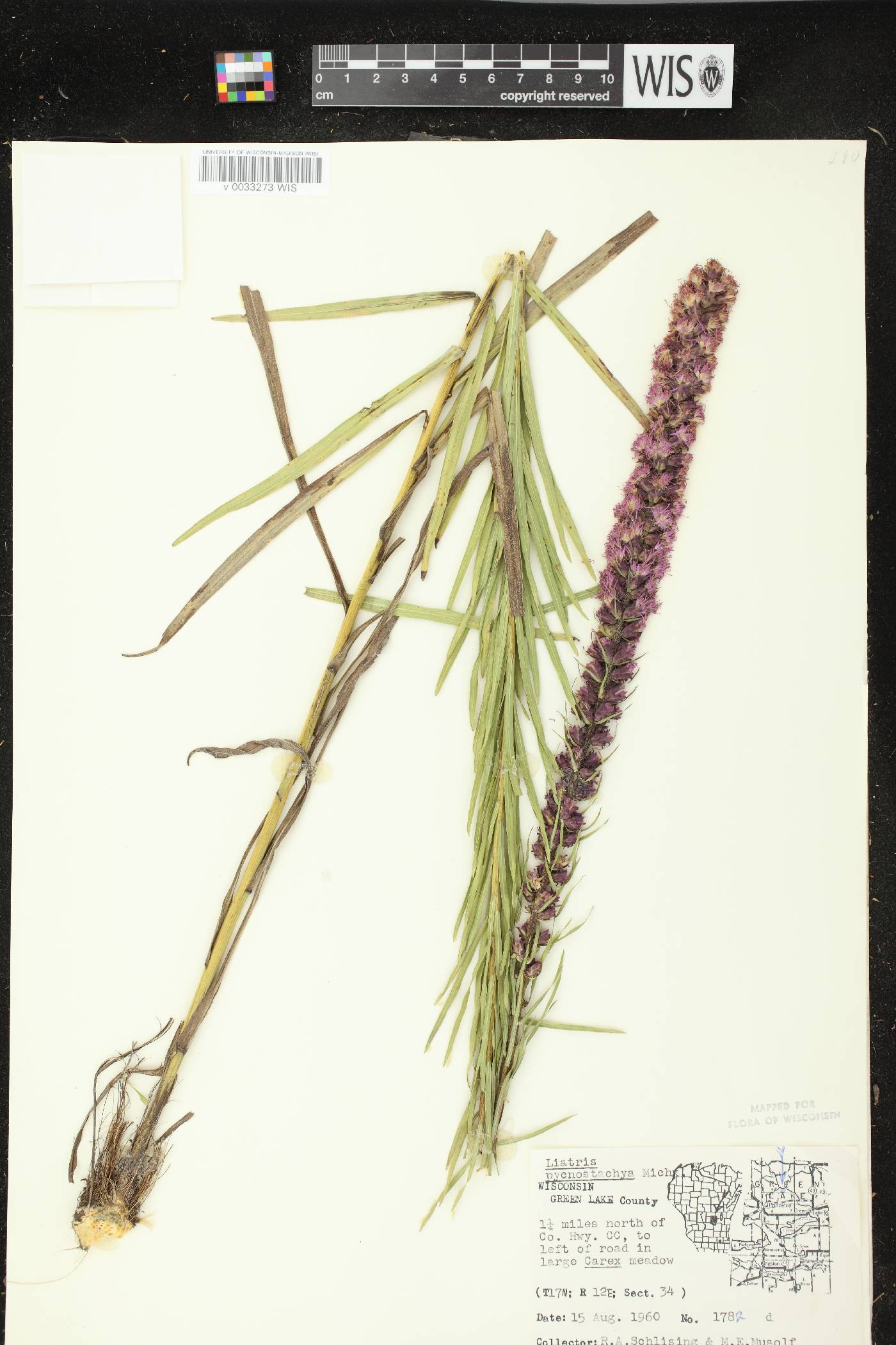 Liatris pycnostachya image