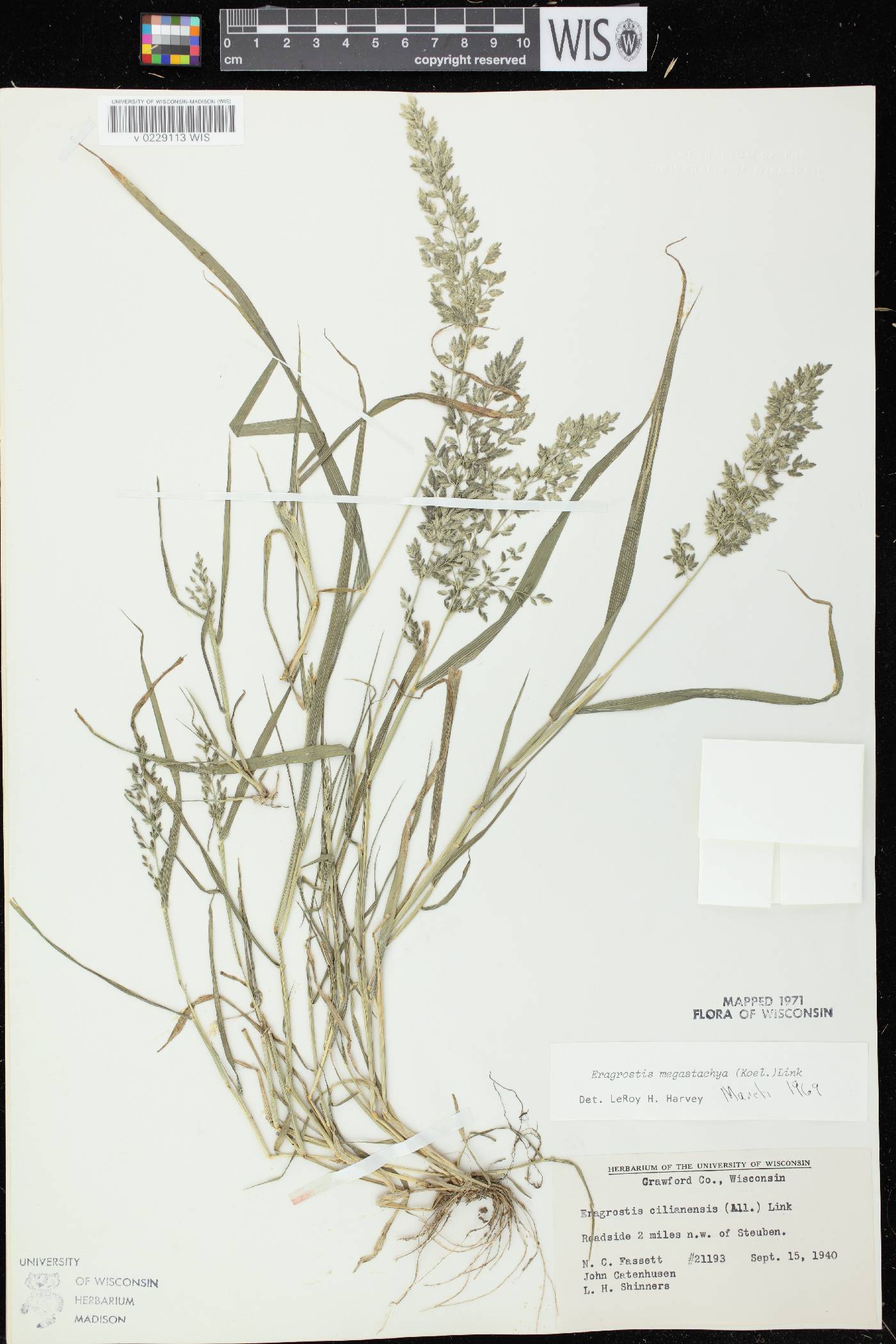 Eragrostis cilianensis image