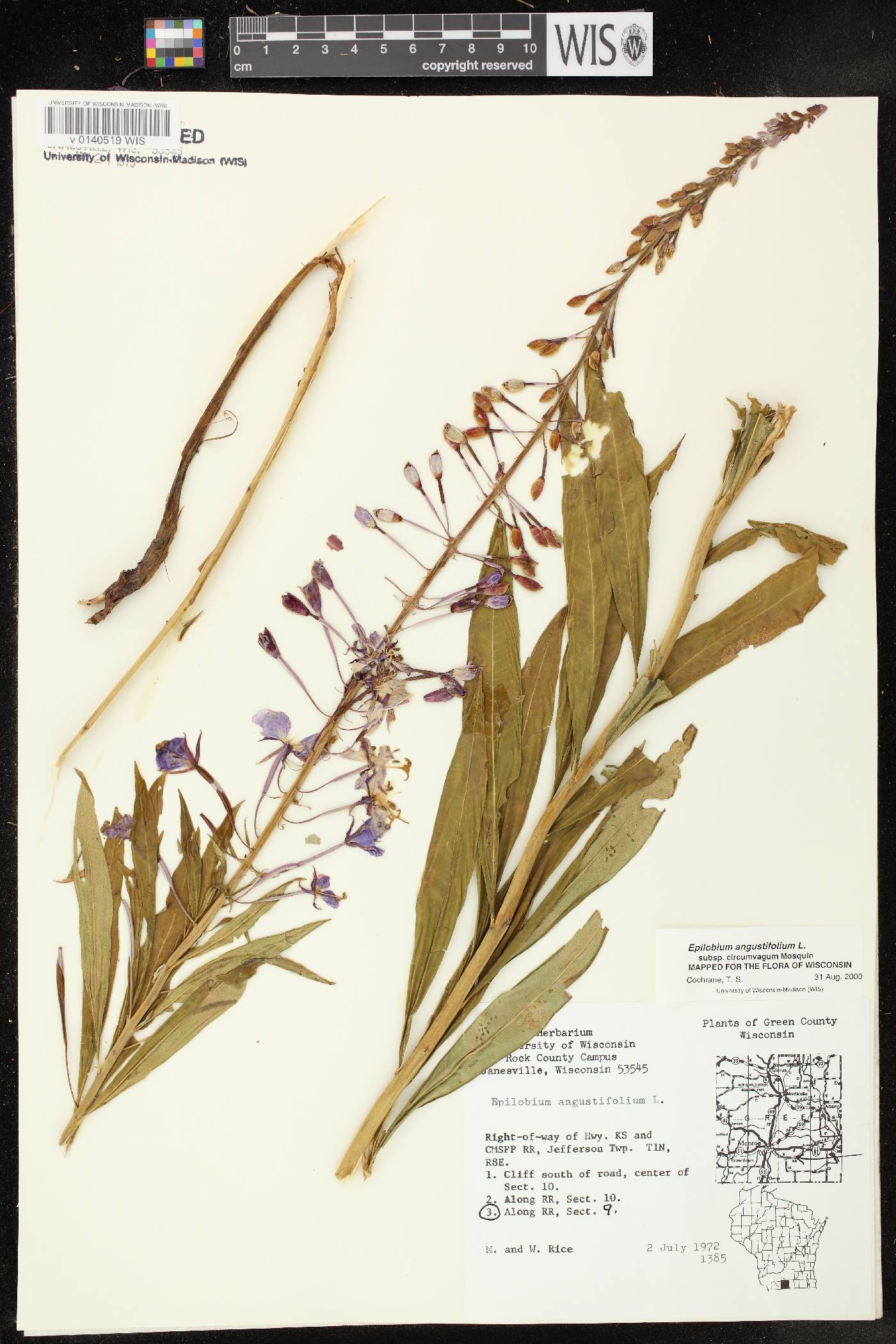 Chamerion angustifolium subsp. circumvagum image