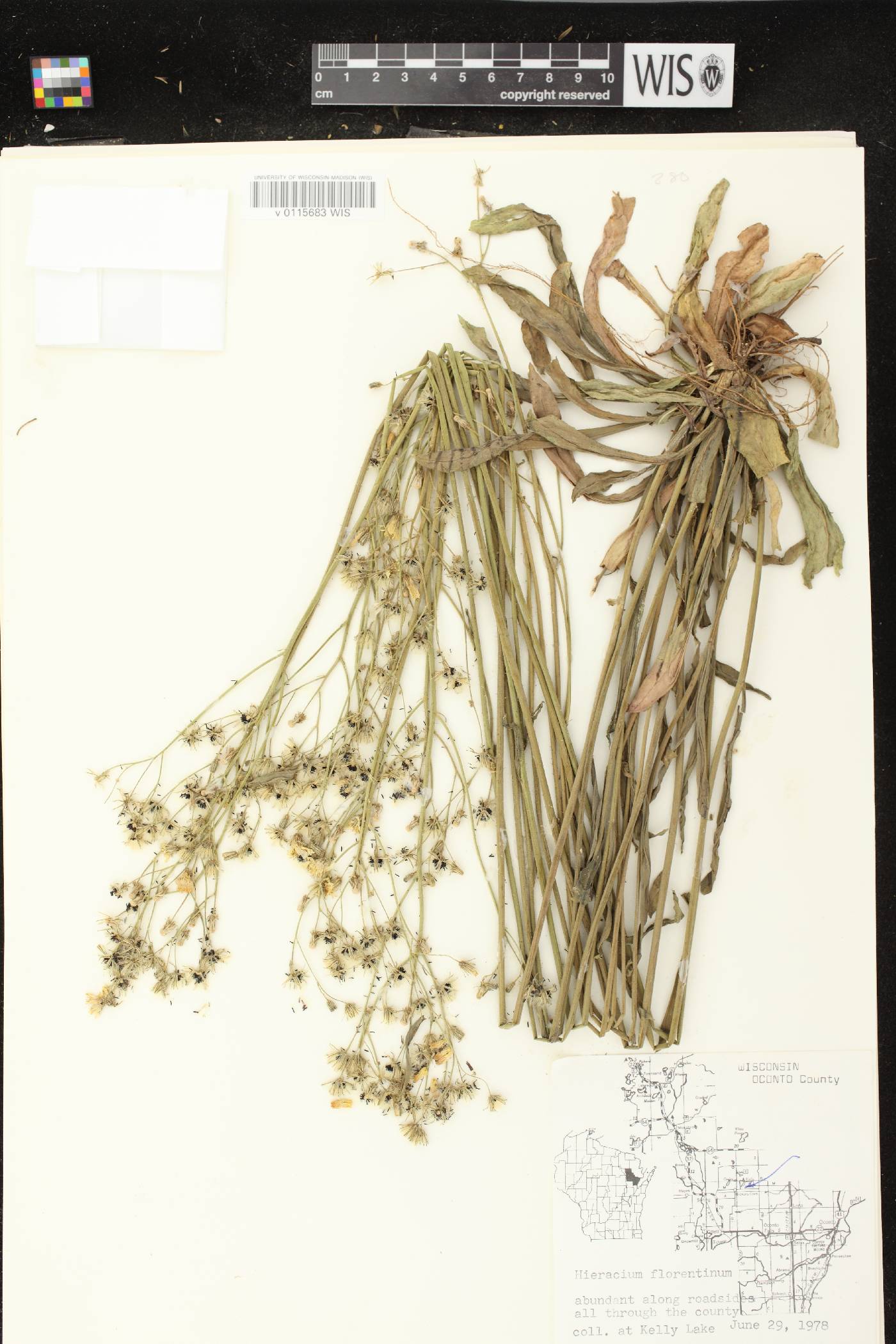 Hieracium piloselloides image