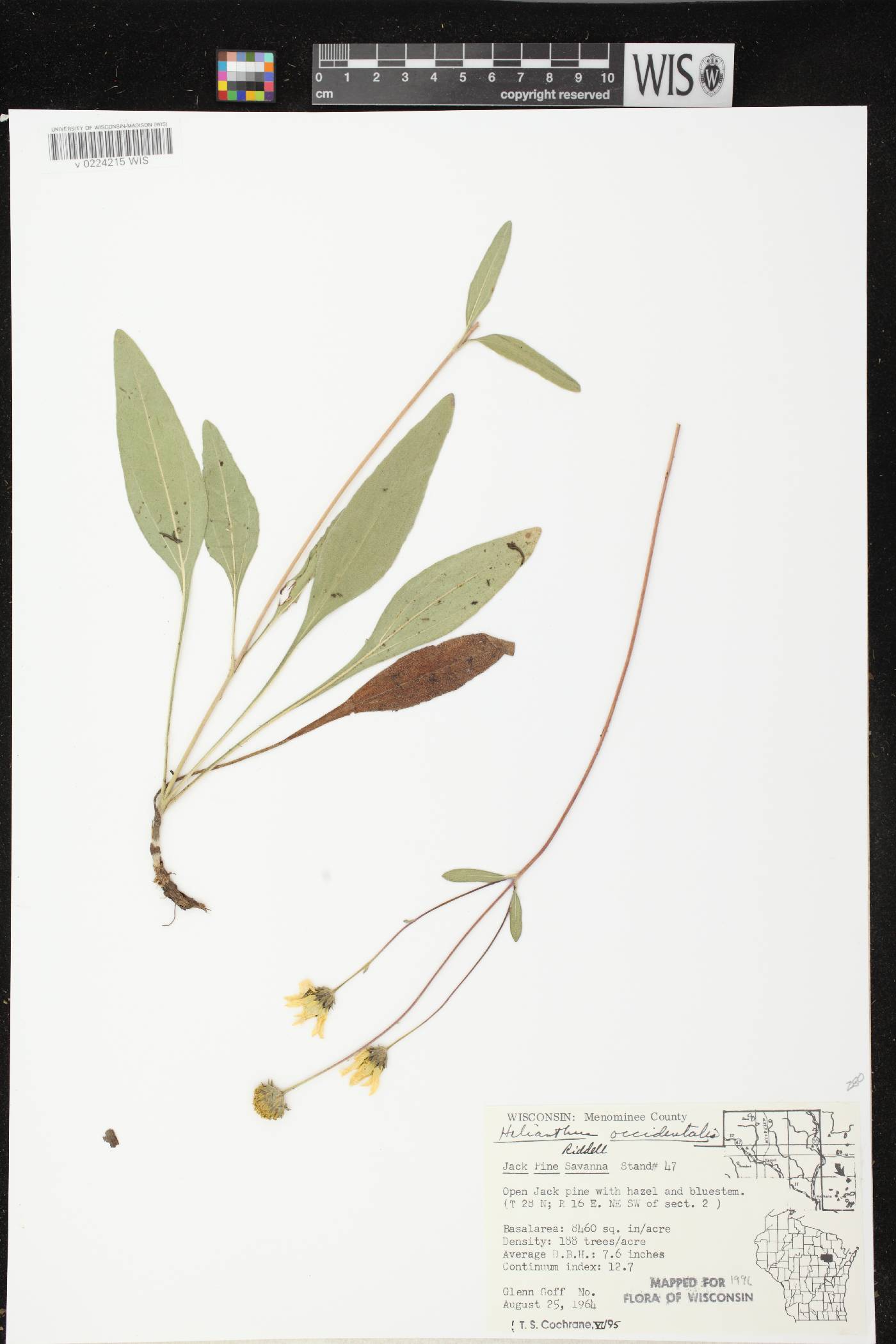 Helianthus occidentalis subsp. occidentalis image