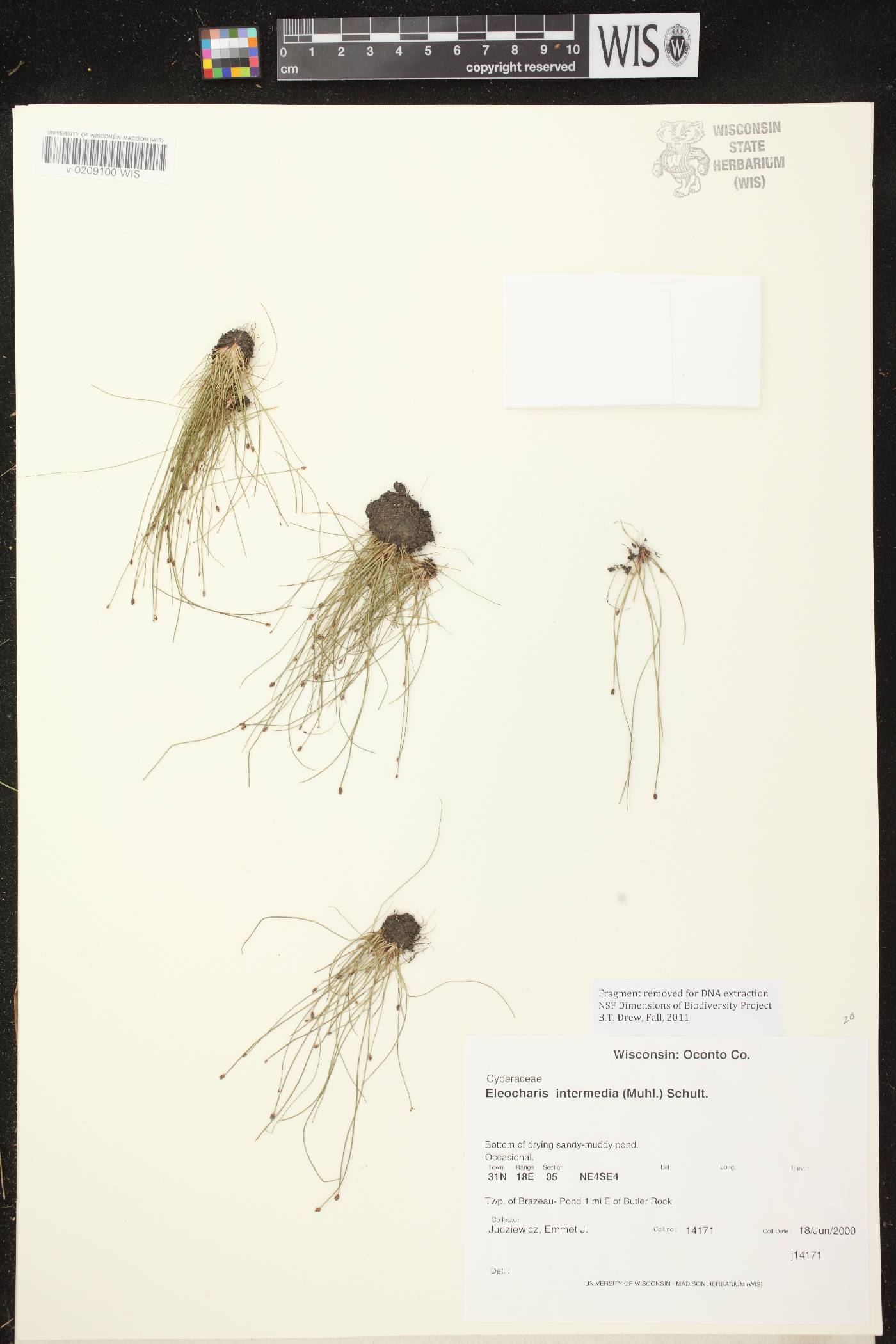 Eleocharis intermedia image