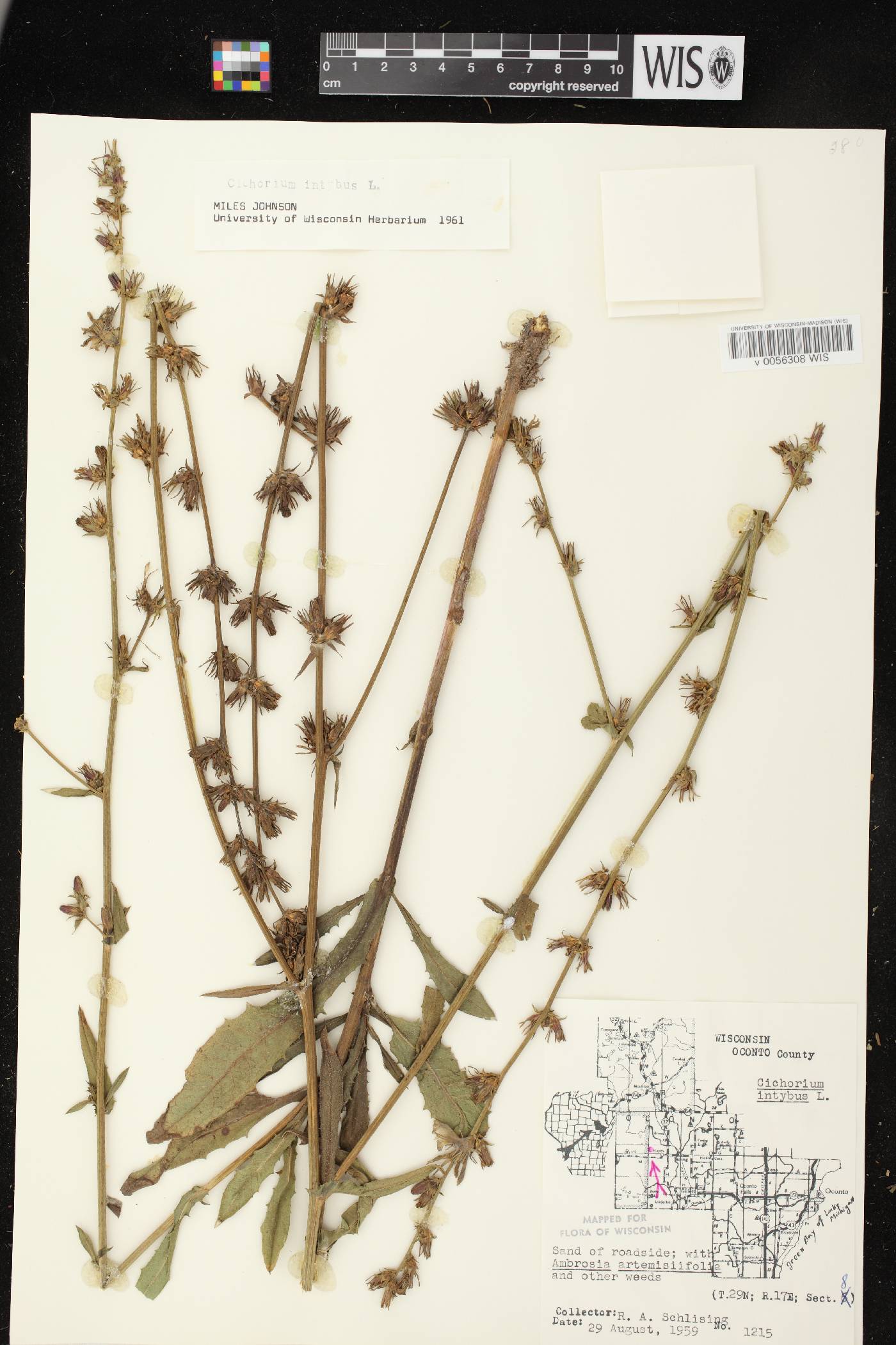 Cichorium intybus image